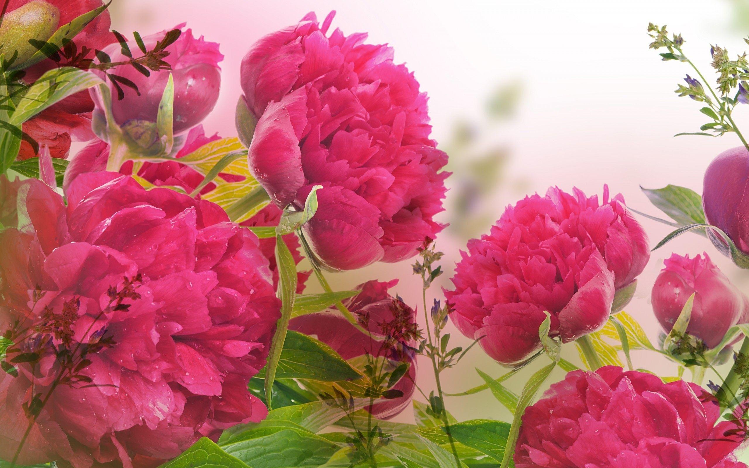 2560x1600 2560x Peony Flower Wallpaper .