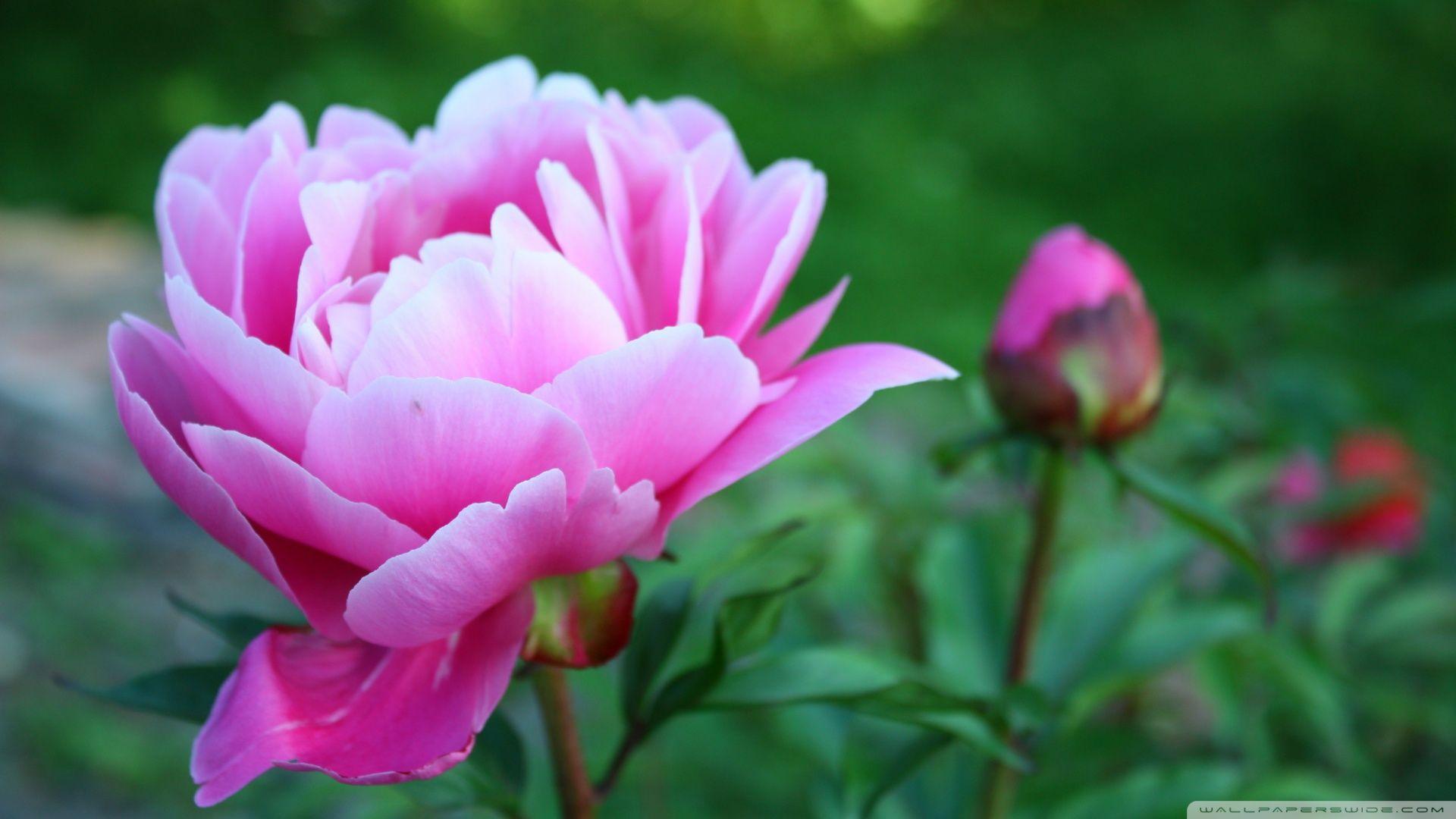 1920x1080 Pink Peony Flower Wallpaper HD .
