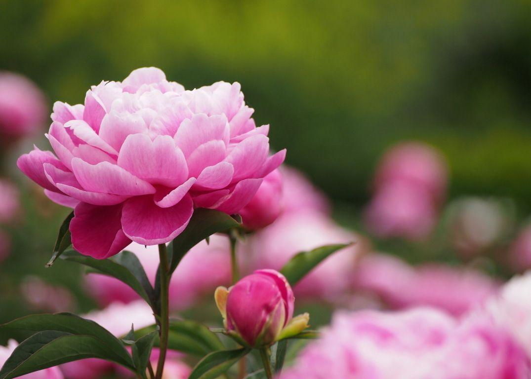 1075x768 Peony Wallpaper, Peony Flower Wallpaper .