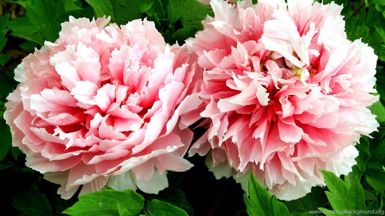 1280x720 Peony Flower, Flowers Desktop .