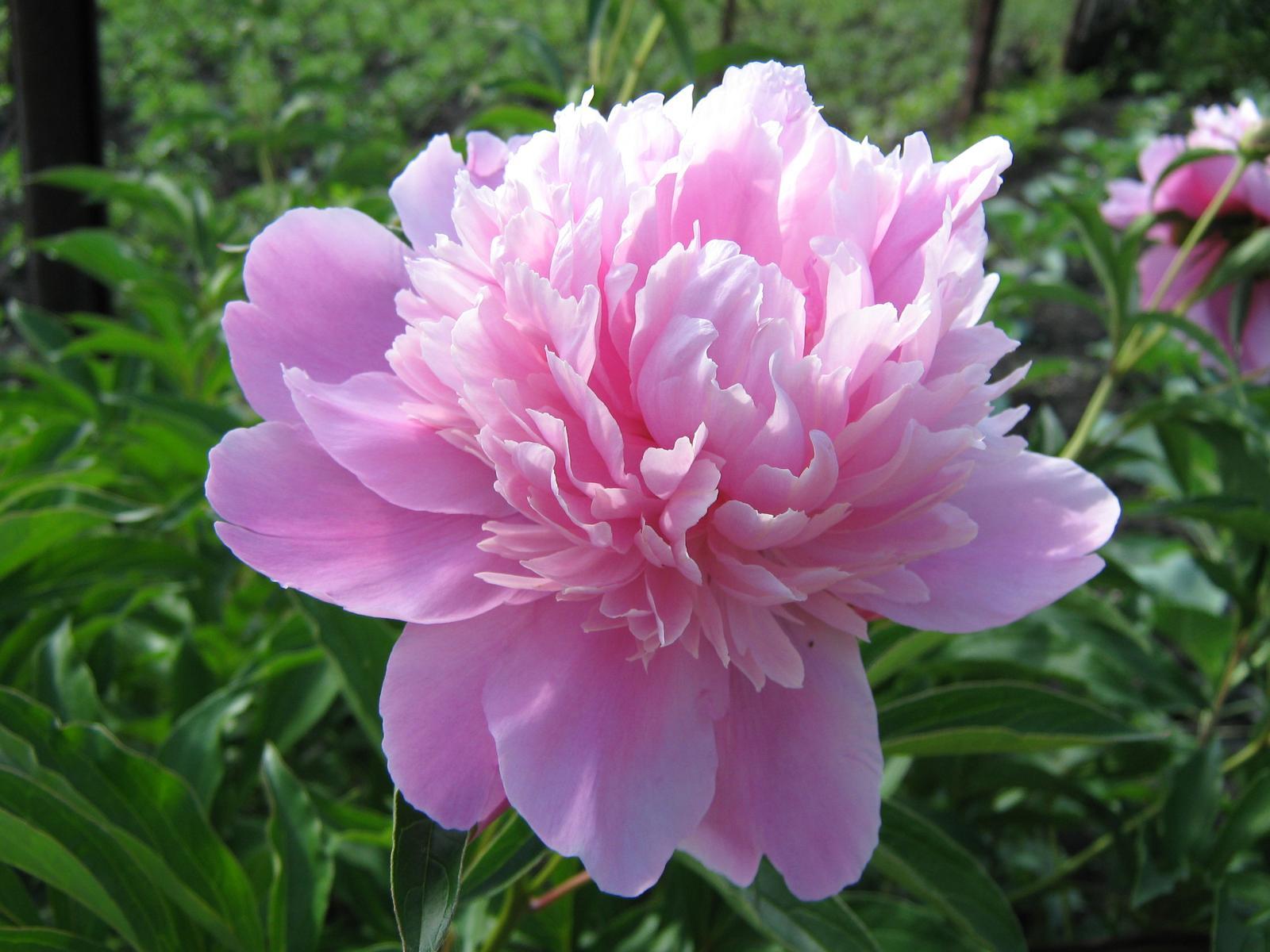 1600x1200 Peony Flower Wallpaper Pack, by Ronald .