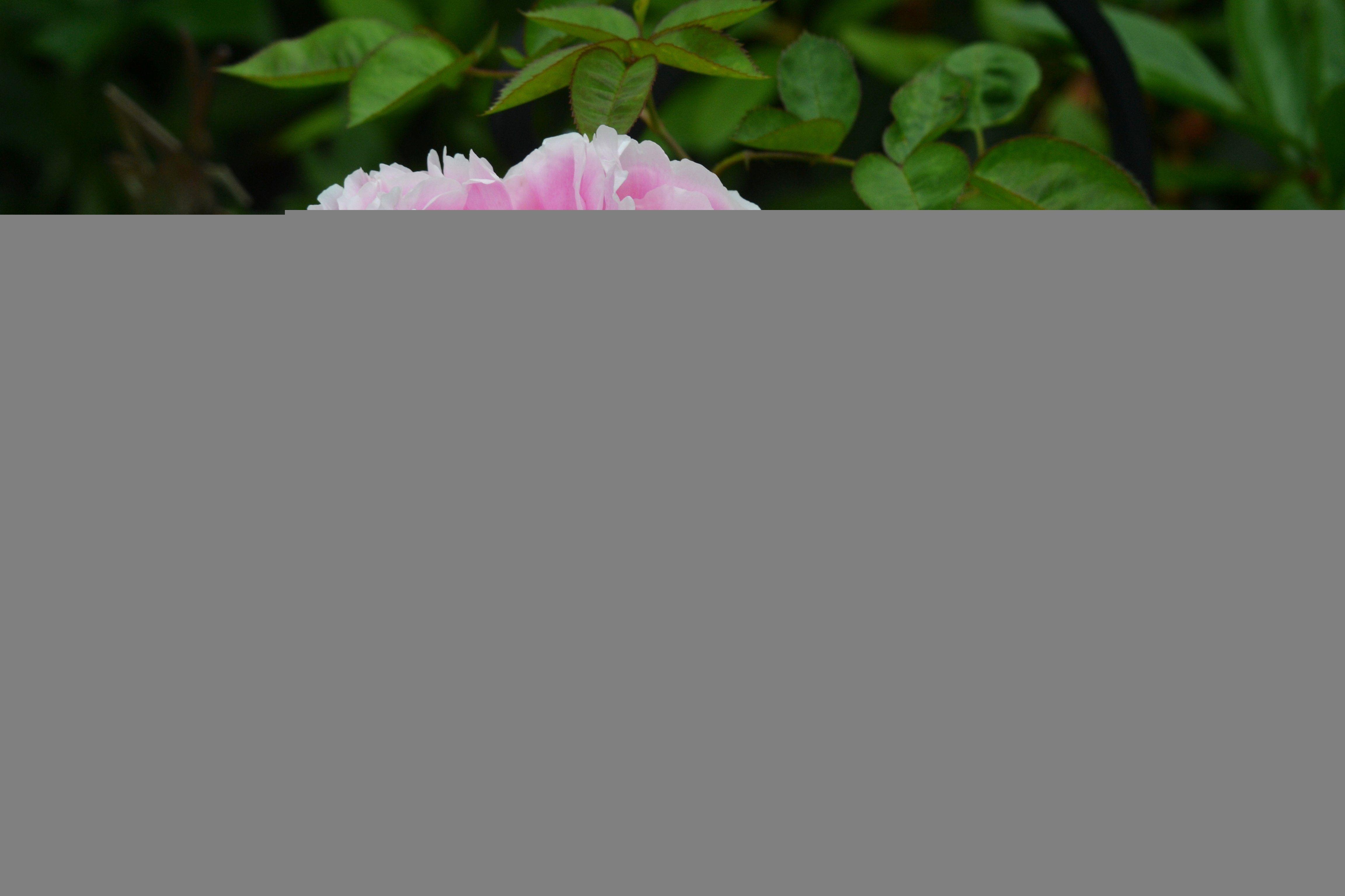 4608x3072 Peonies Flowers Wallpaper .line.