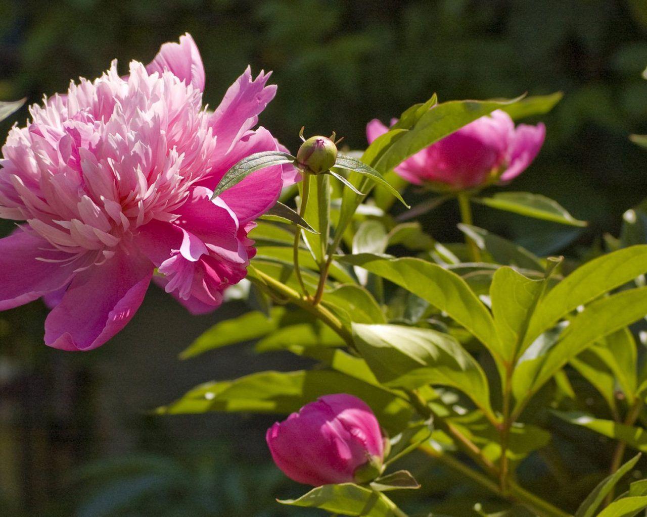 1280x1024 Light Pink Peony Flower 4k Ultra HD .