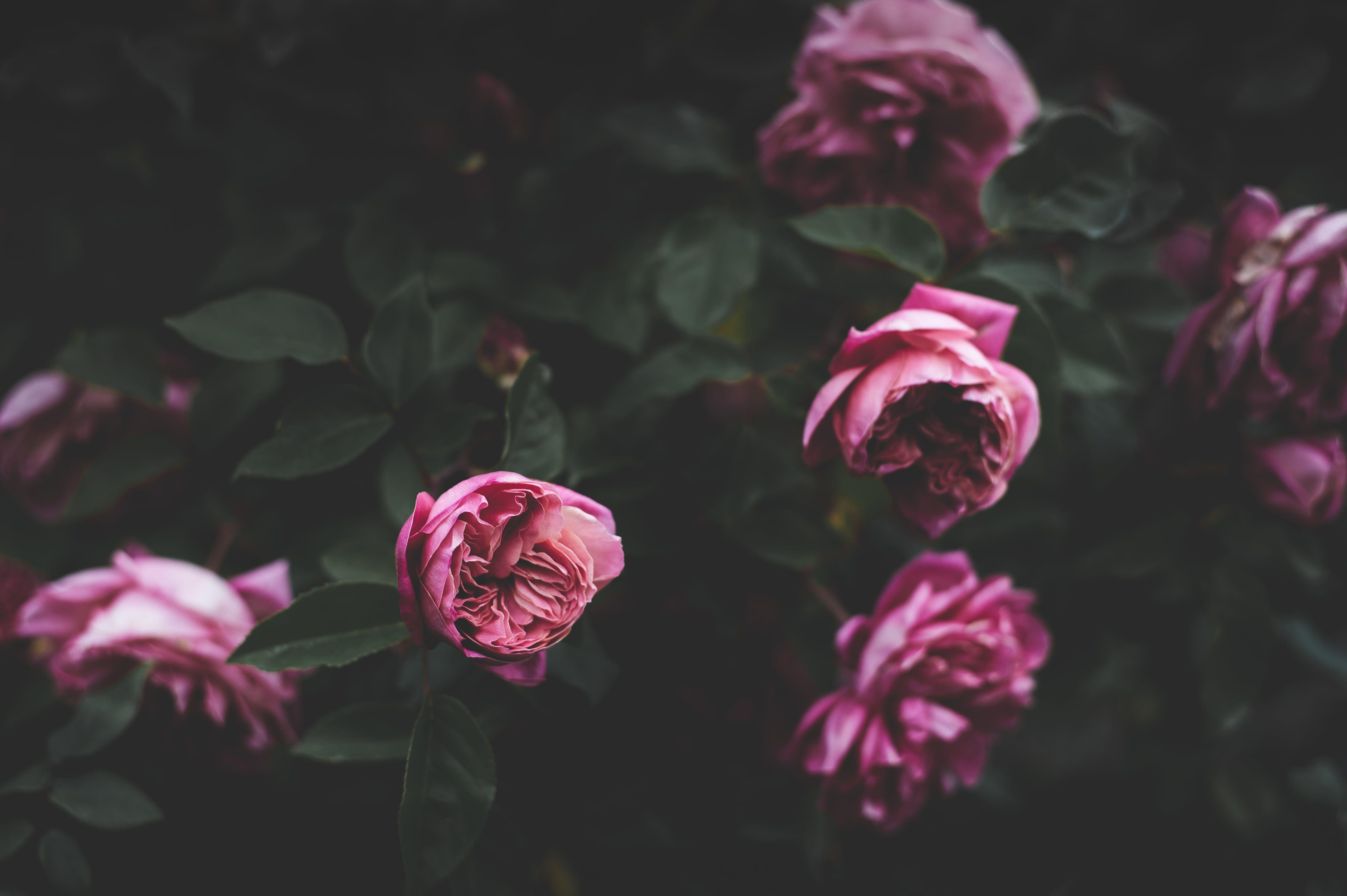 4928x3280 Peony Wallpaperwallpaper.dog
