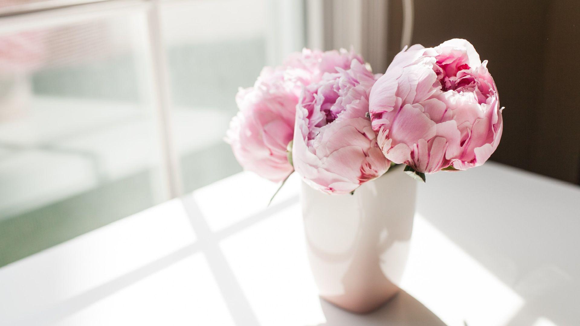 1920x1080 Nice Pink Peonies Flowers Wallpaper .