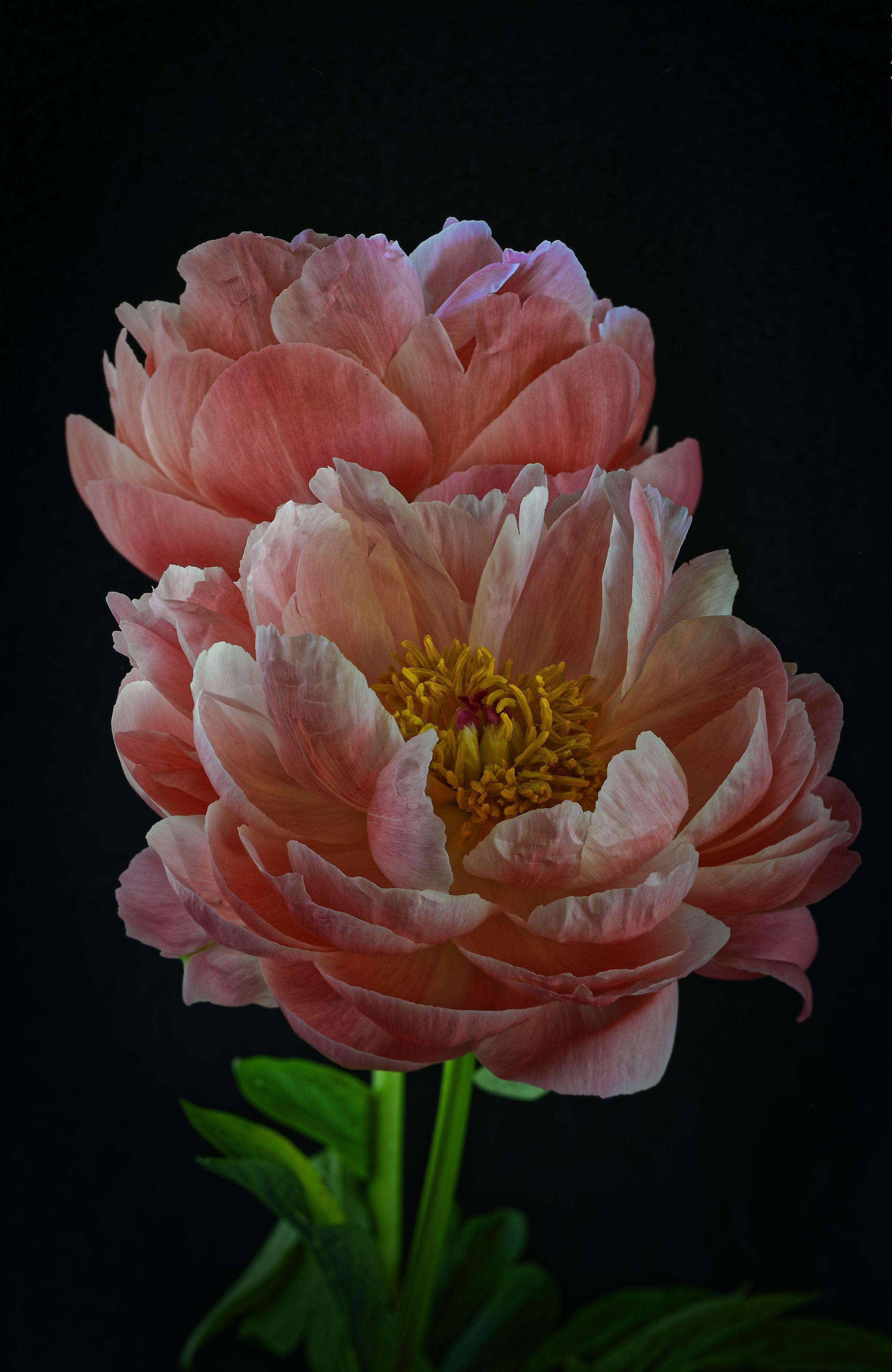 2600x4000 Pink color peony flower Closeup Black .