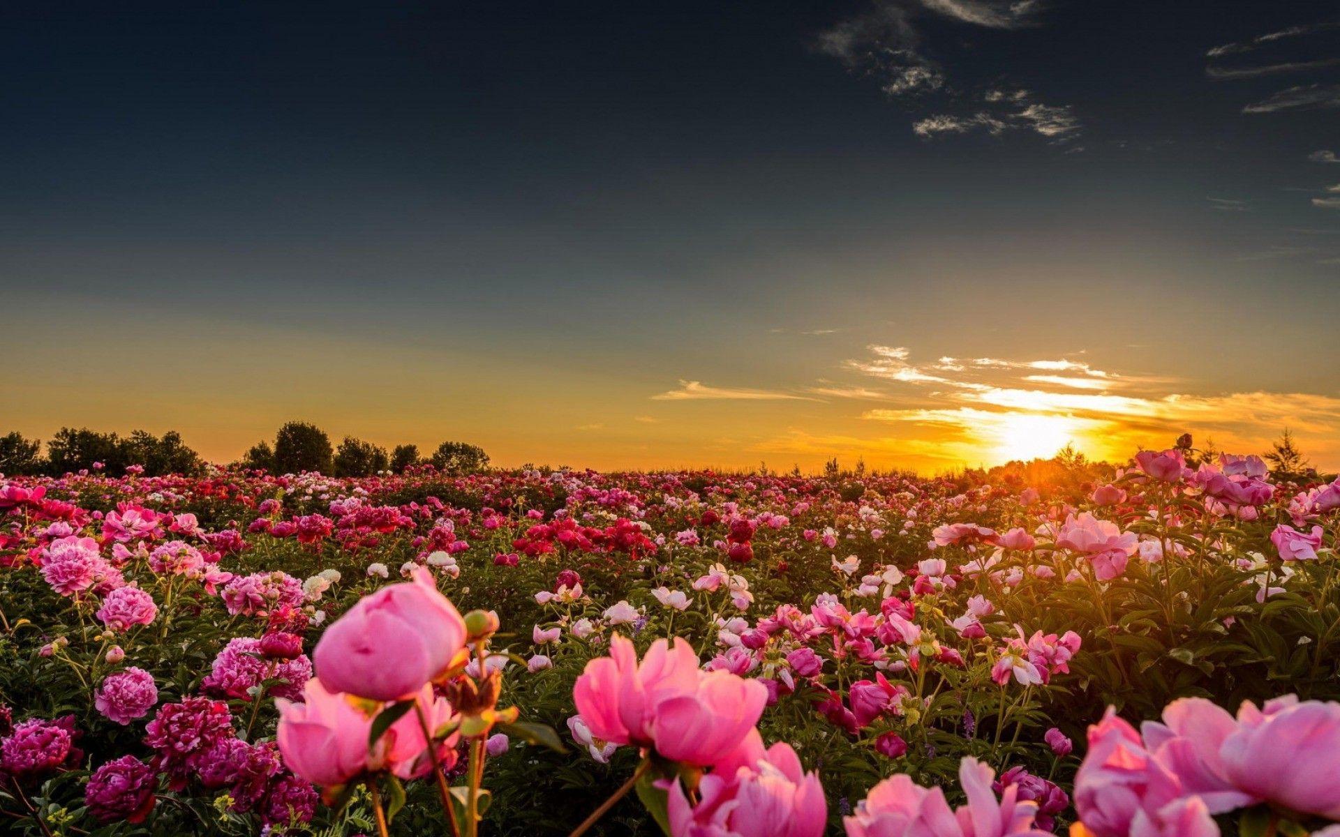 1920x1200 Peony Desktopwallpaper