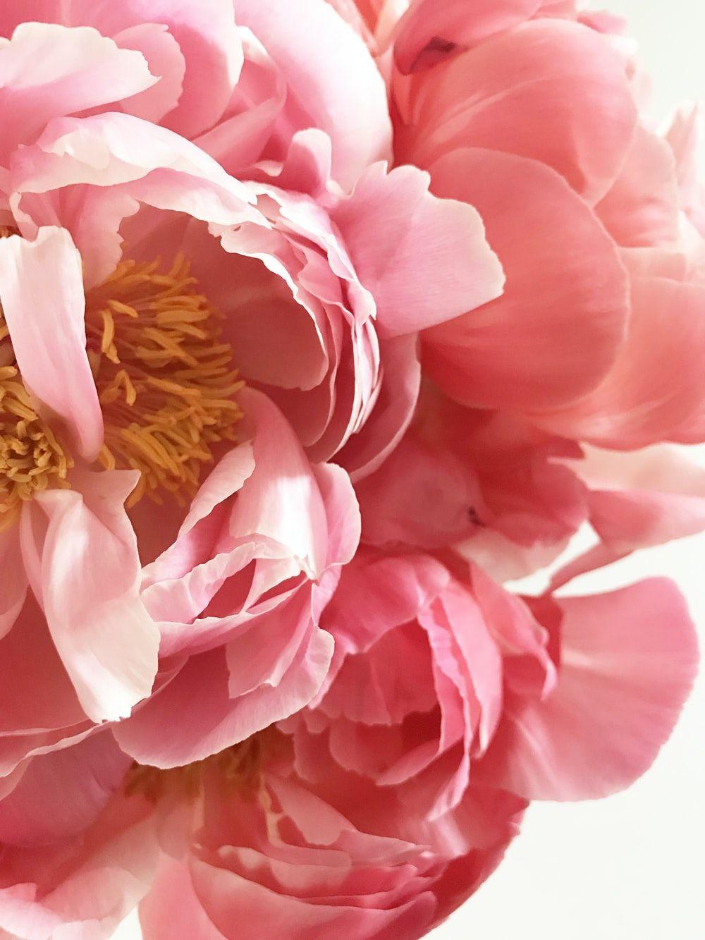 1000x1333 Pink Flowers Picture HD .com