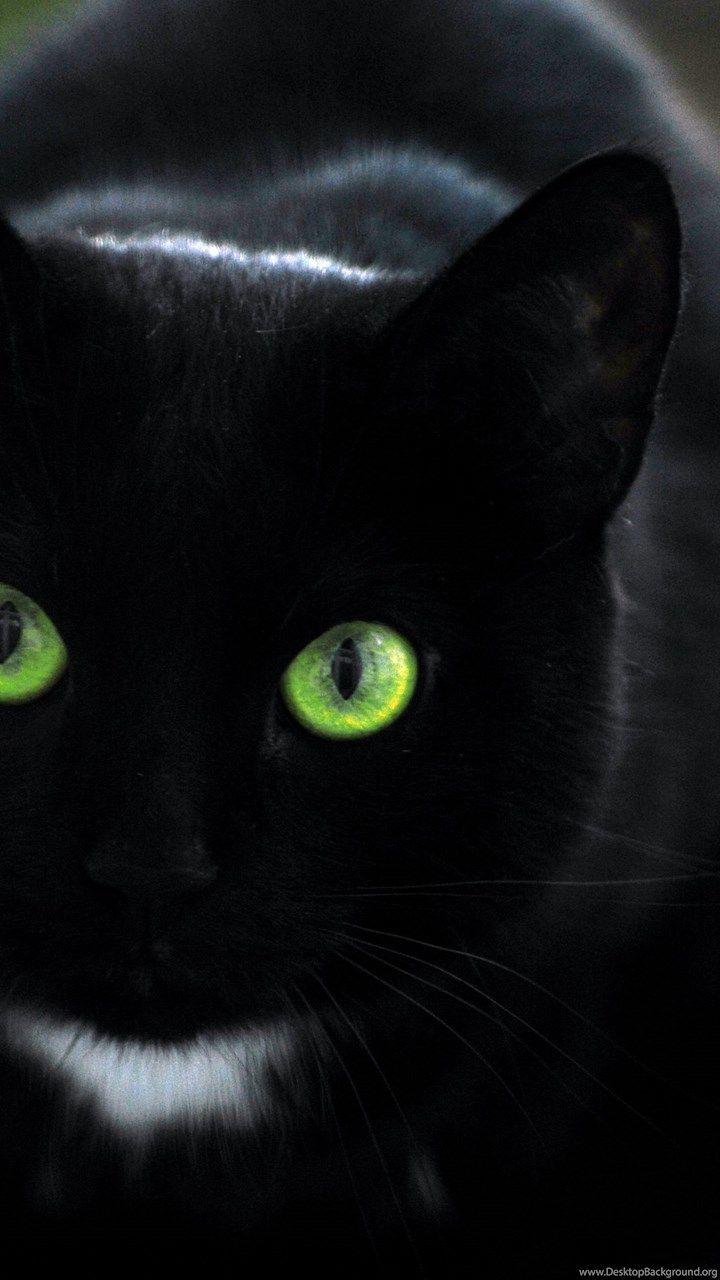 Hình nền mèo con mèo đen 720x1280 Hình nền mèo dễ thương HD