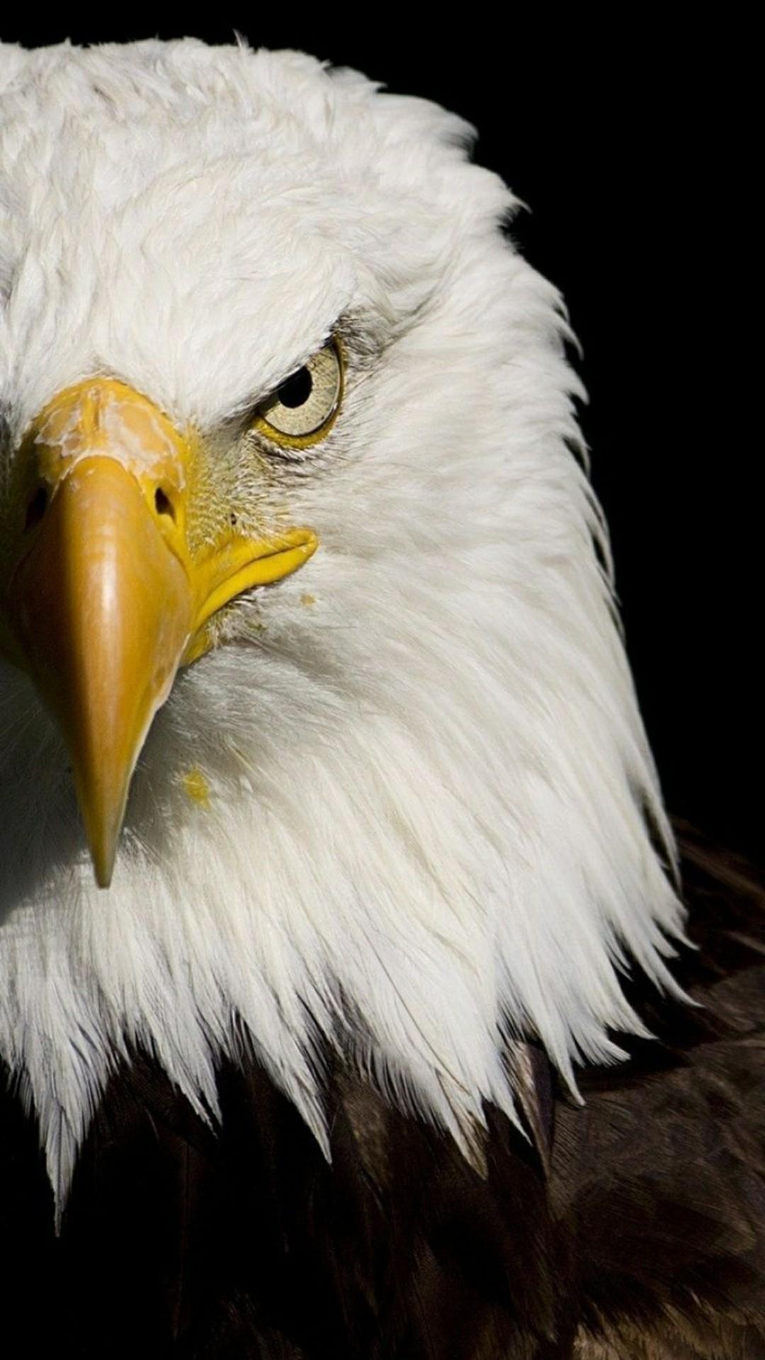1080x1920 1080p Eagle Wallpaper HD