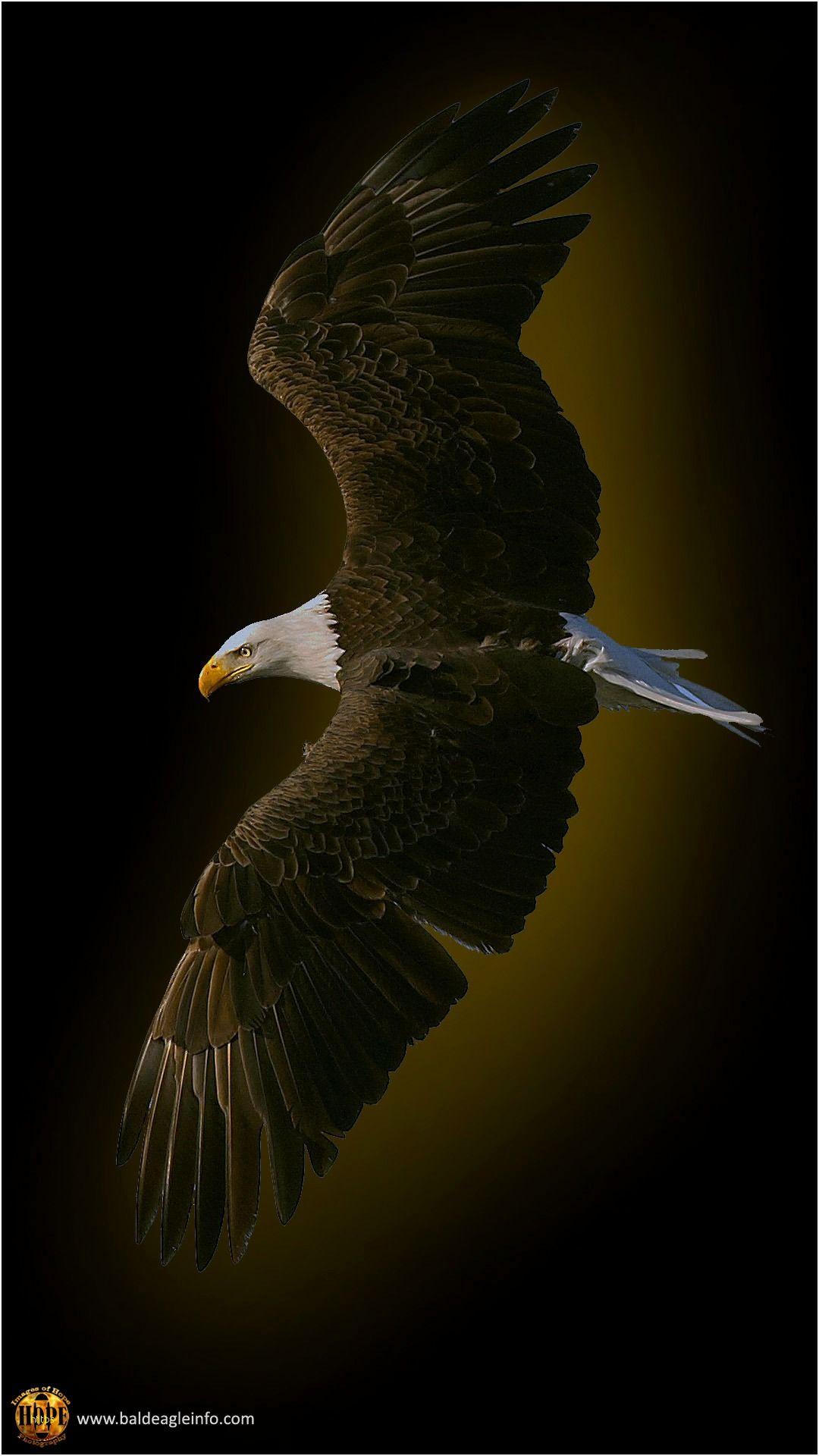1080x1920 Eagle Wallpaper Lovely Bald Eagle Wallpaper 47 Wallpaper Phone Wallpaper HD Wallpaper & Background Download