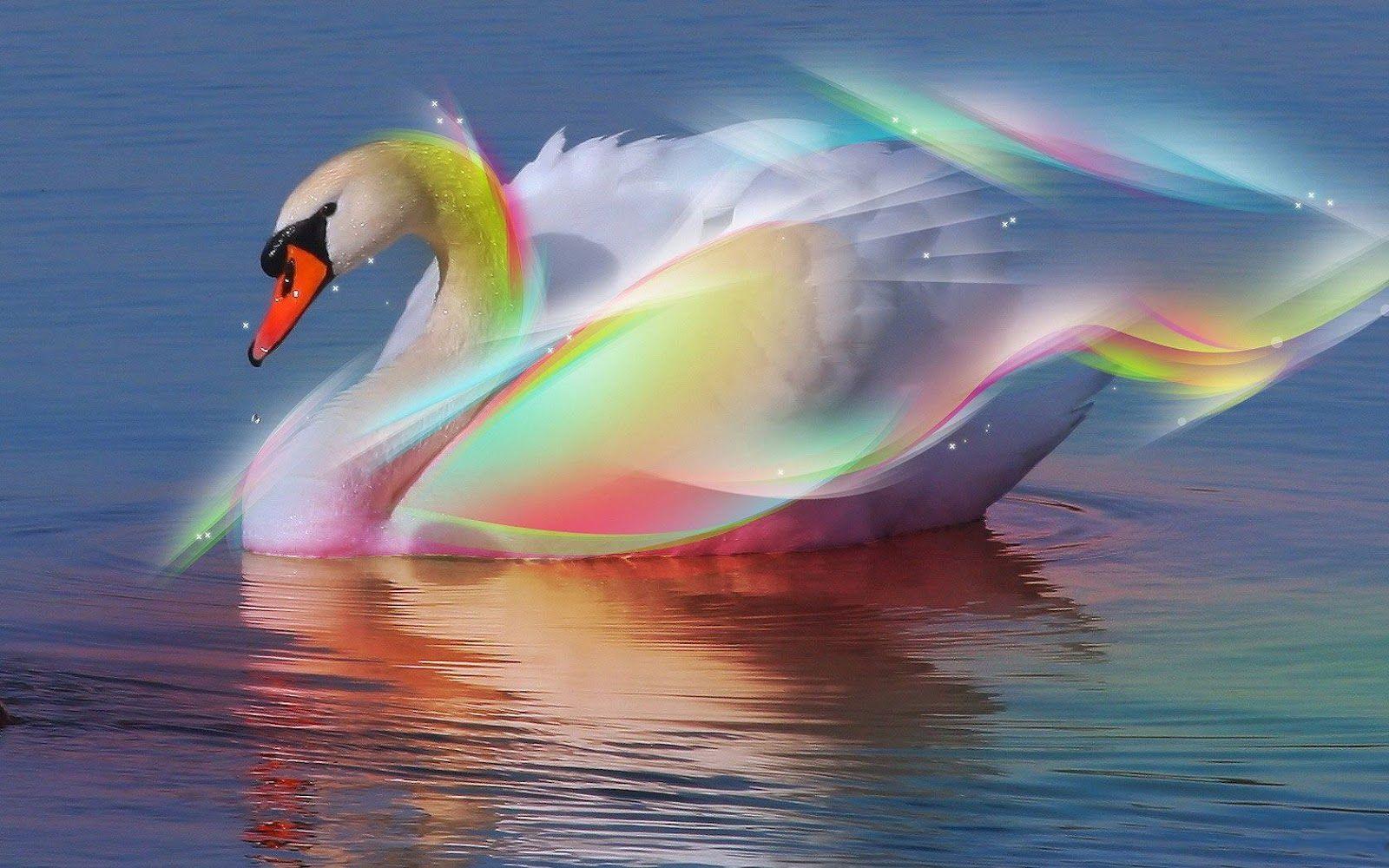 1600x1000 Beautiful and Colorful Swan Wallpaper .com