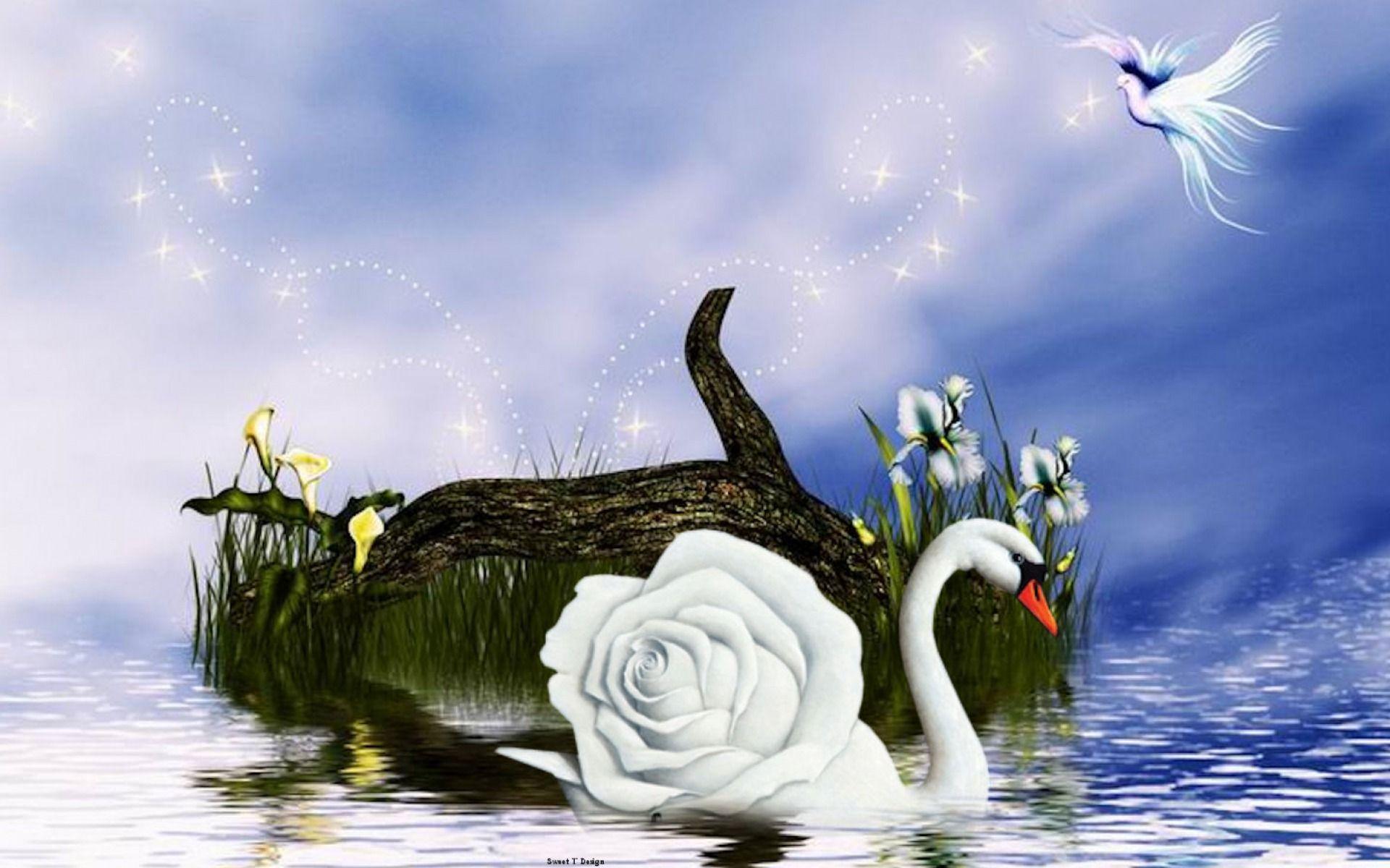 1920x1200 Rose Swan wallpaper. Rose Swan stock .