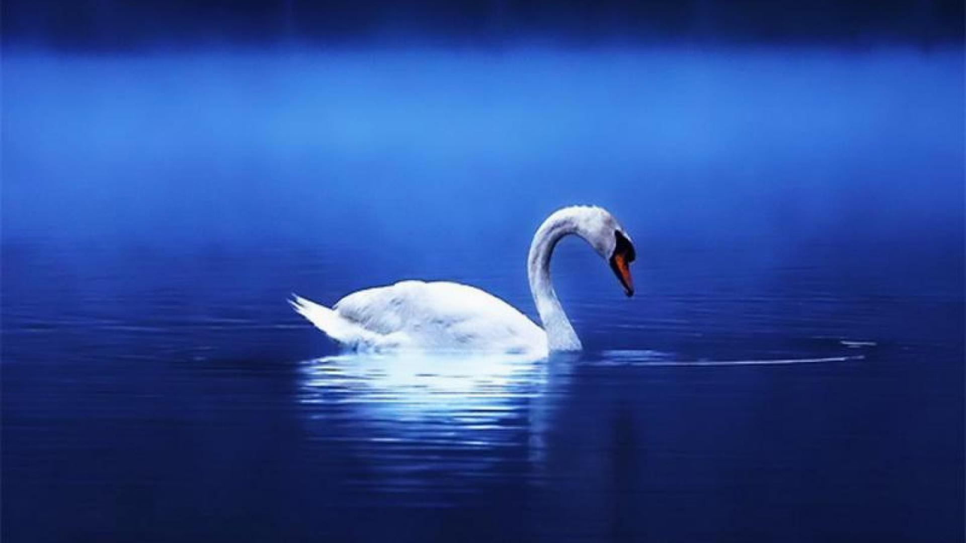 1920x1080 Tundra Swan HD .