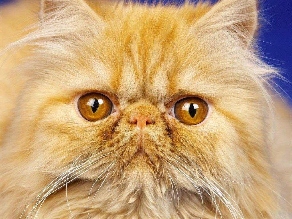 1024x768 Persian cat Wallpaper HD Download