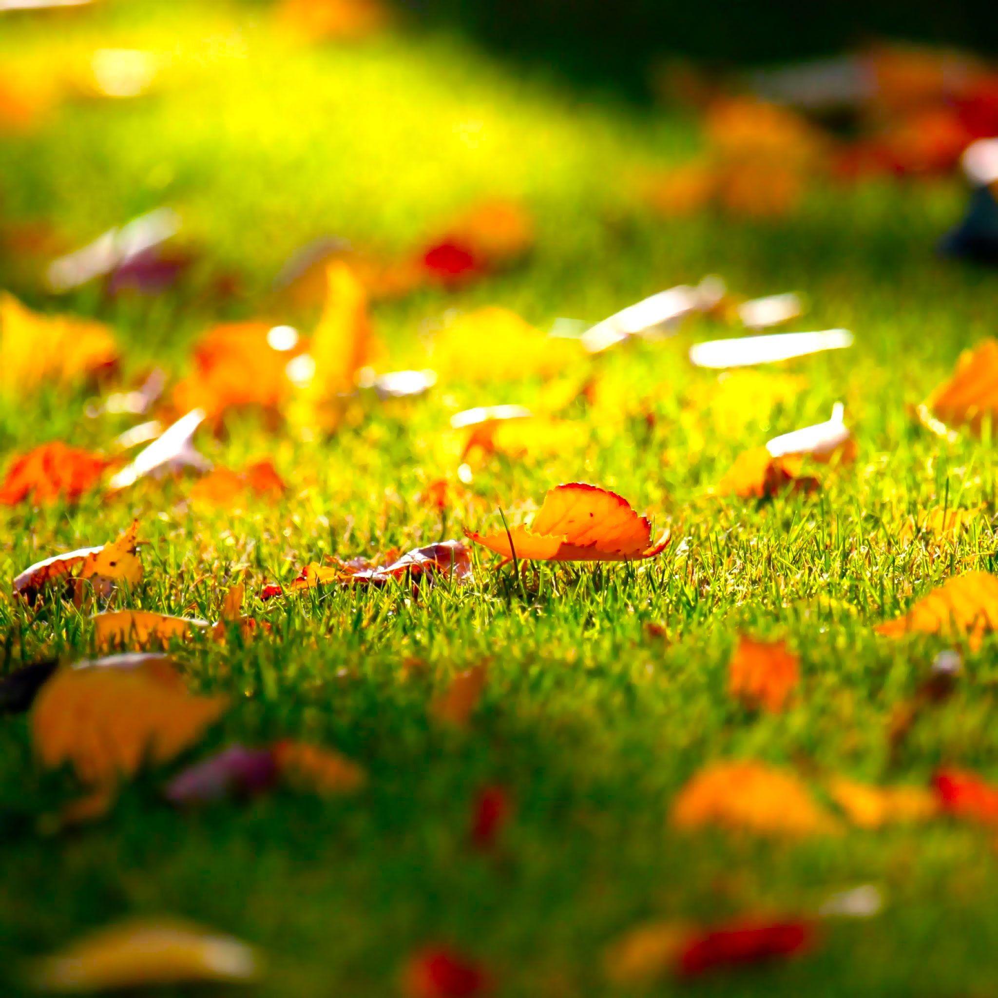 2048x2048 Falling Leaves Ipad Wallpaper Retina Display's Blog