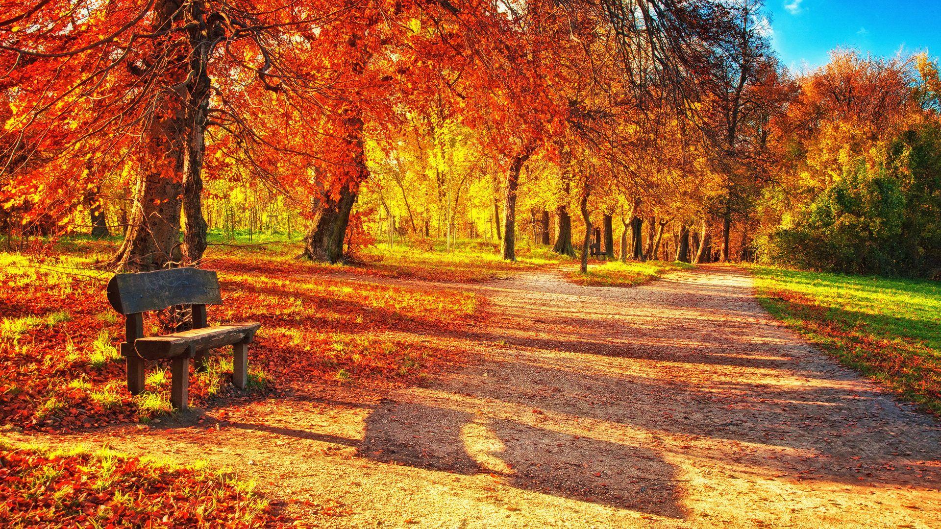 1920x1080 Full HD Autumn or Fall Wallpaper with Maple Leaves