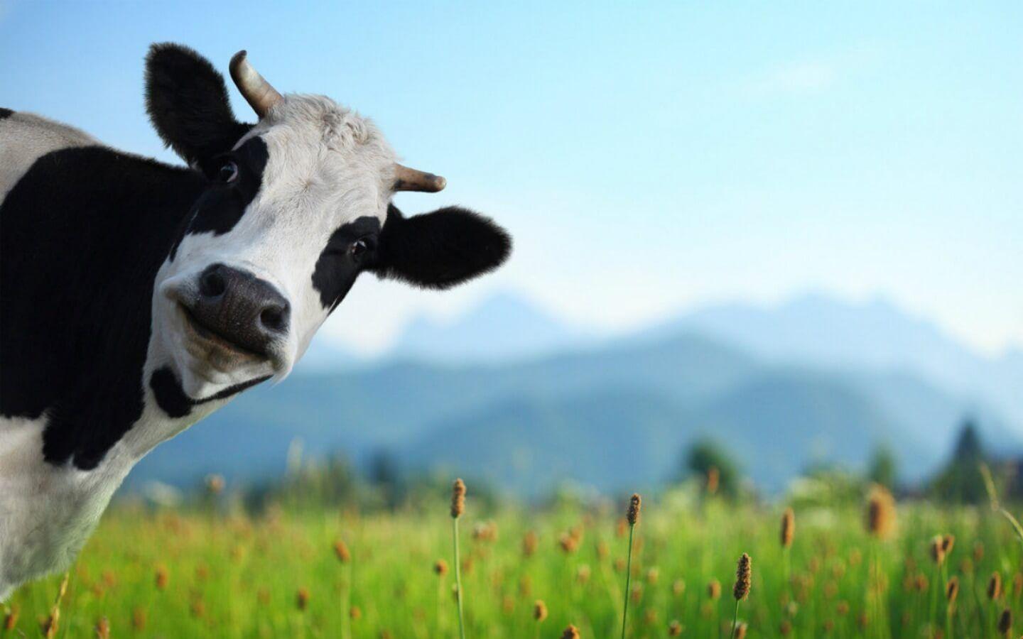 Download wallpaper 3840x2400 calf cow pasture 4k ultra hd 1610 hd  background