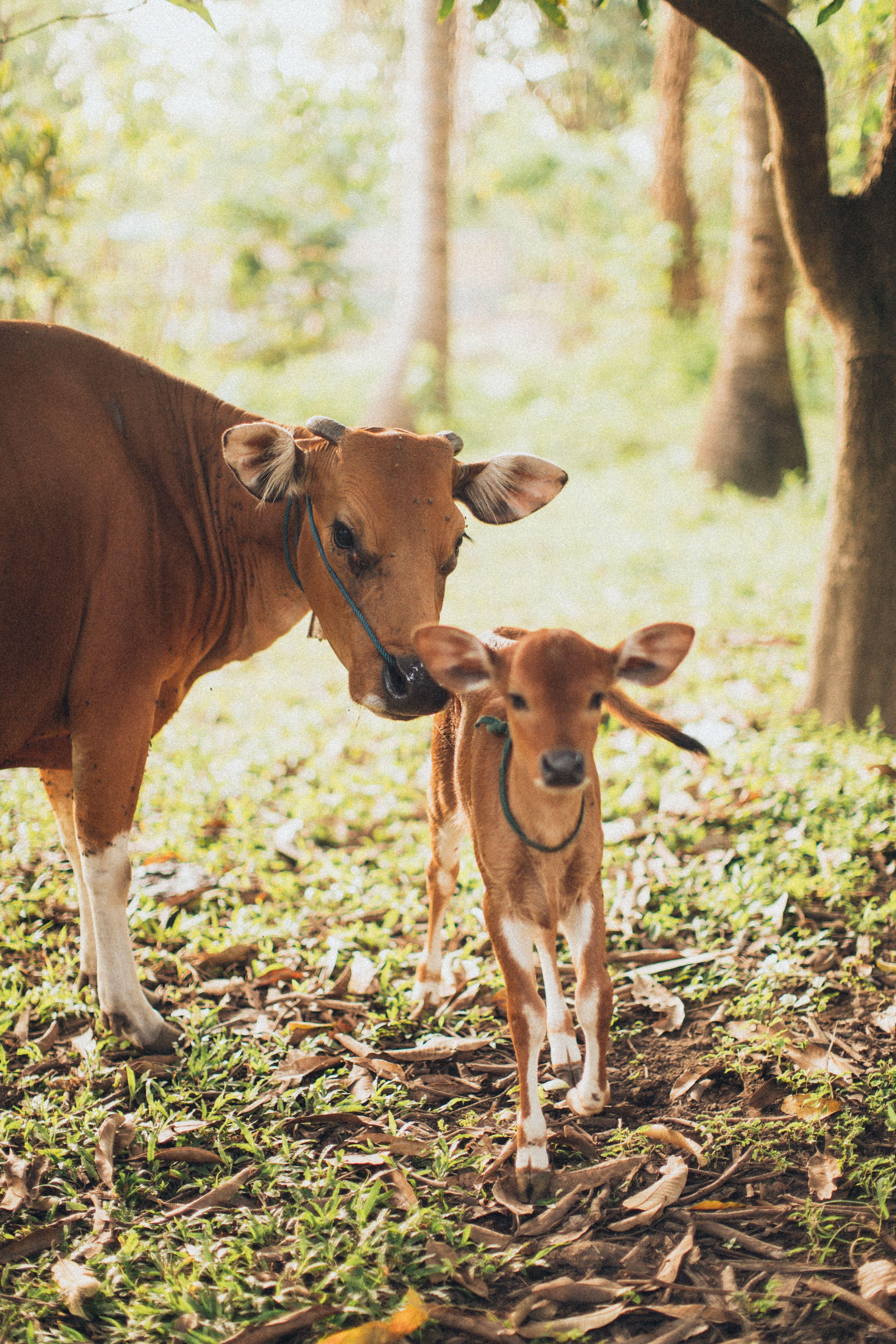 3840x5760 Cow And Calf · Free