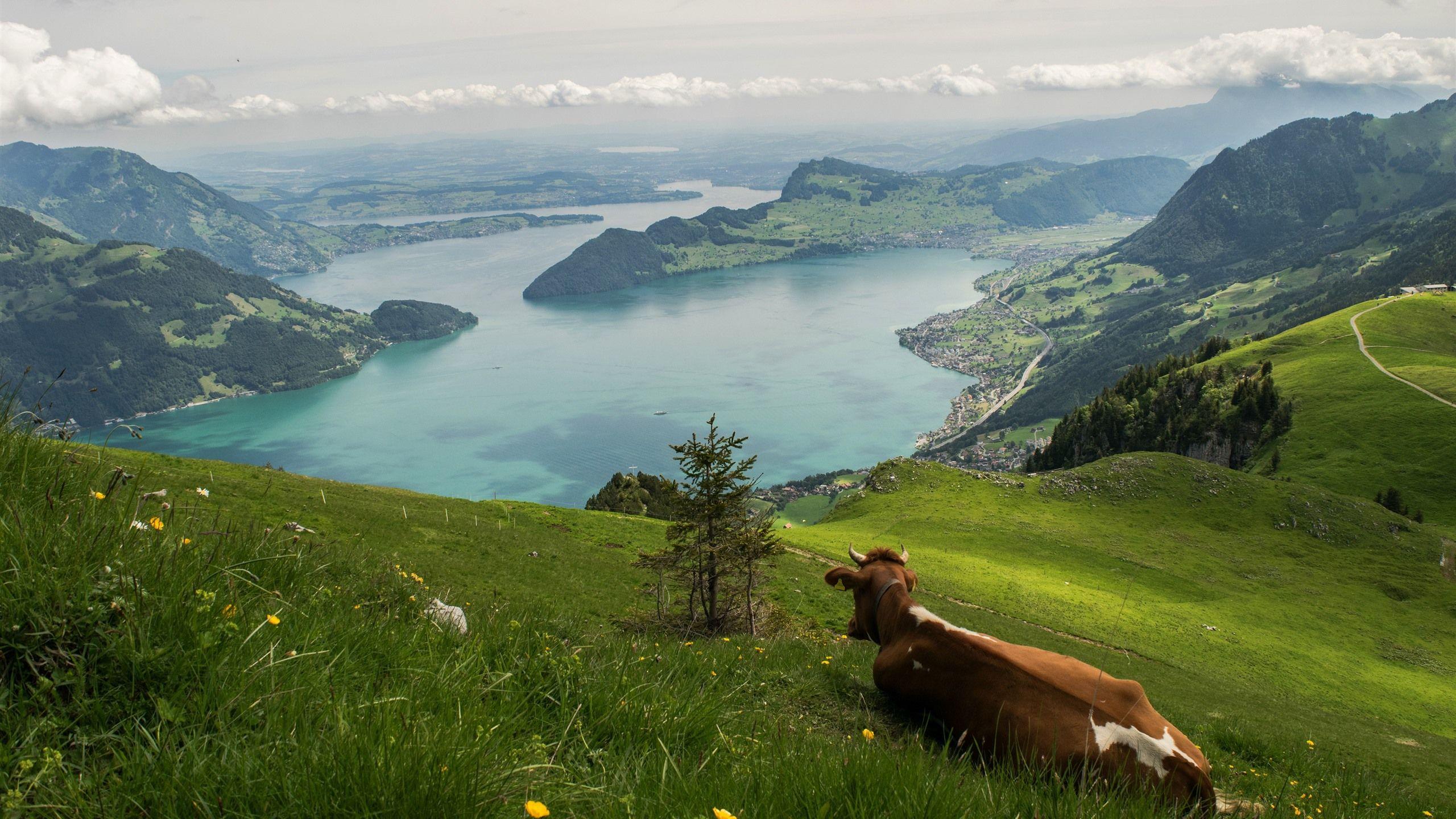 2560x1440 Wallpaper Switzerland, River, Mountains .best