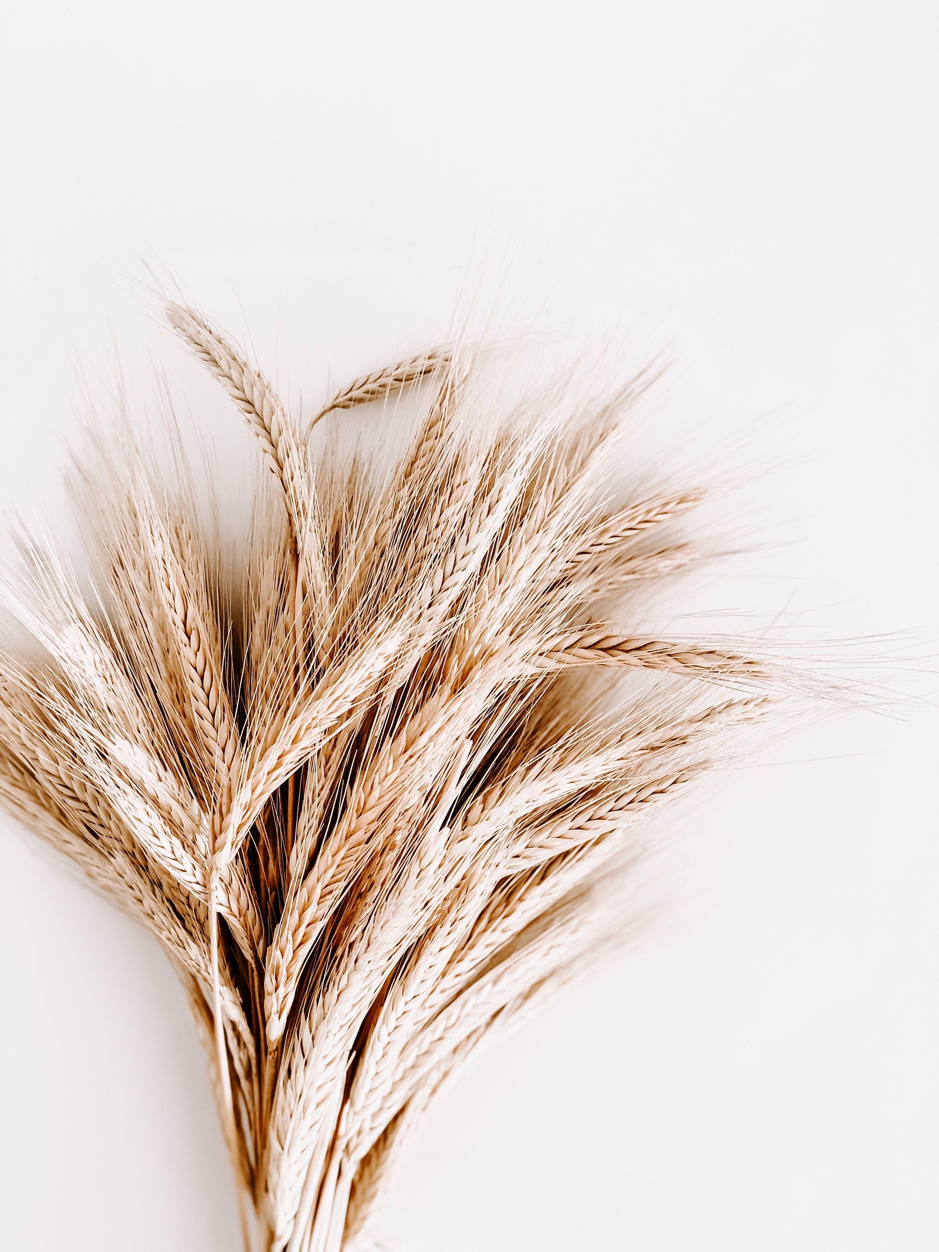 3024x4032 Brown Rice Plant · Free