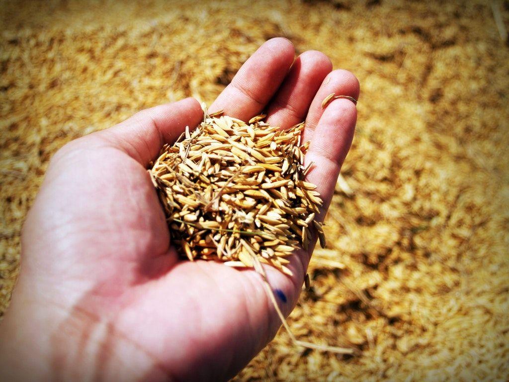 1024x768 Brown Rice Grains HD