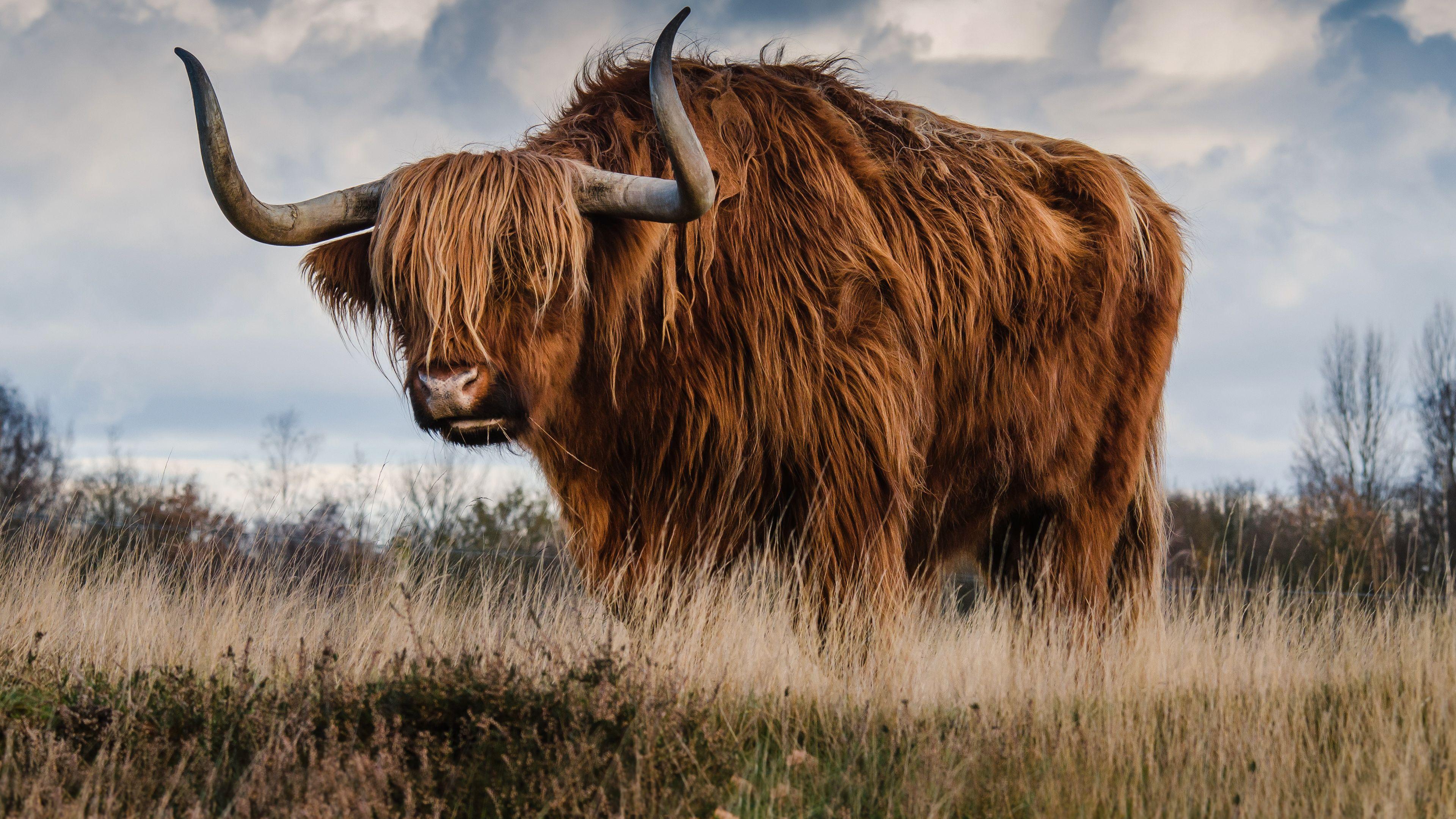 3840x2160 Highland Cow Wallpaper .