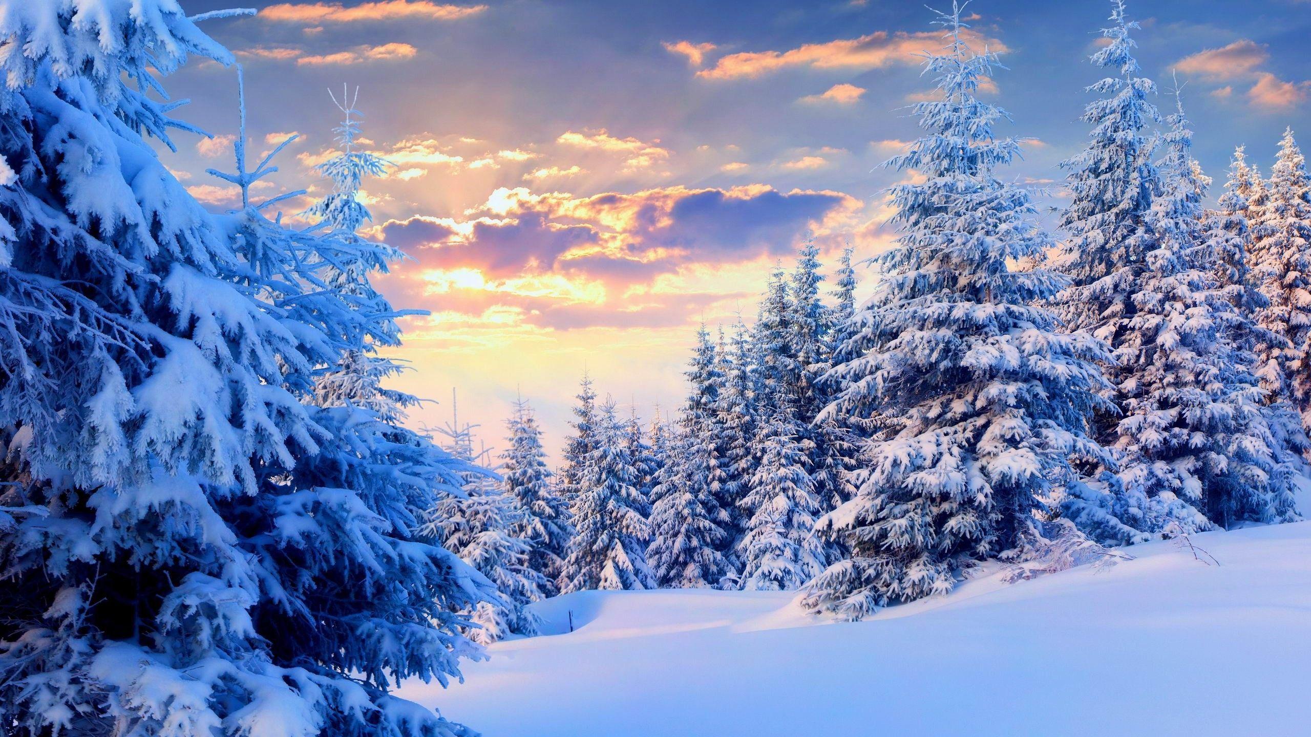 2560x1440 Snowy Wallpaperwallpaper.dog