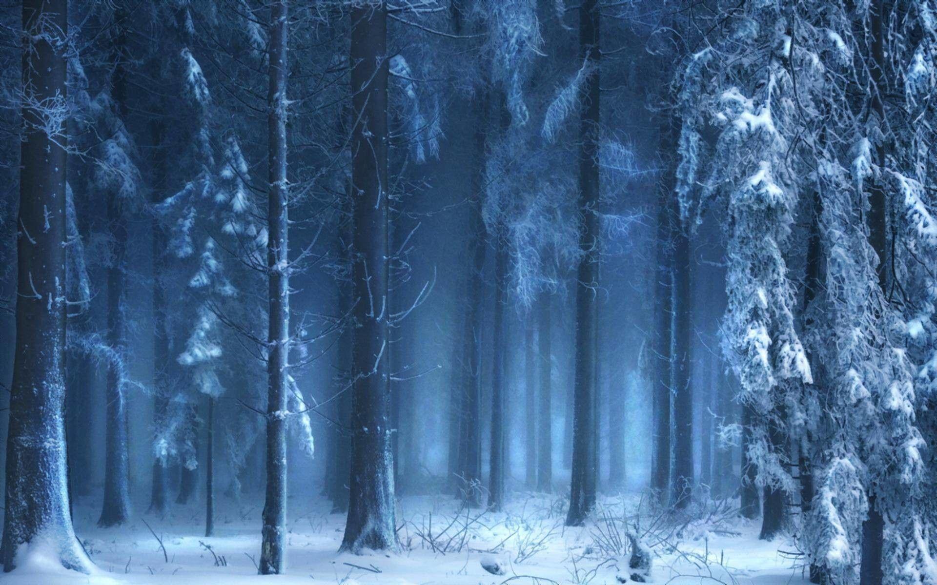 1920x1200 Dark Winter Forest