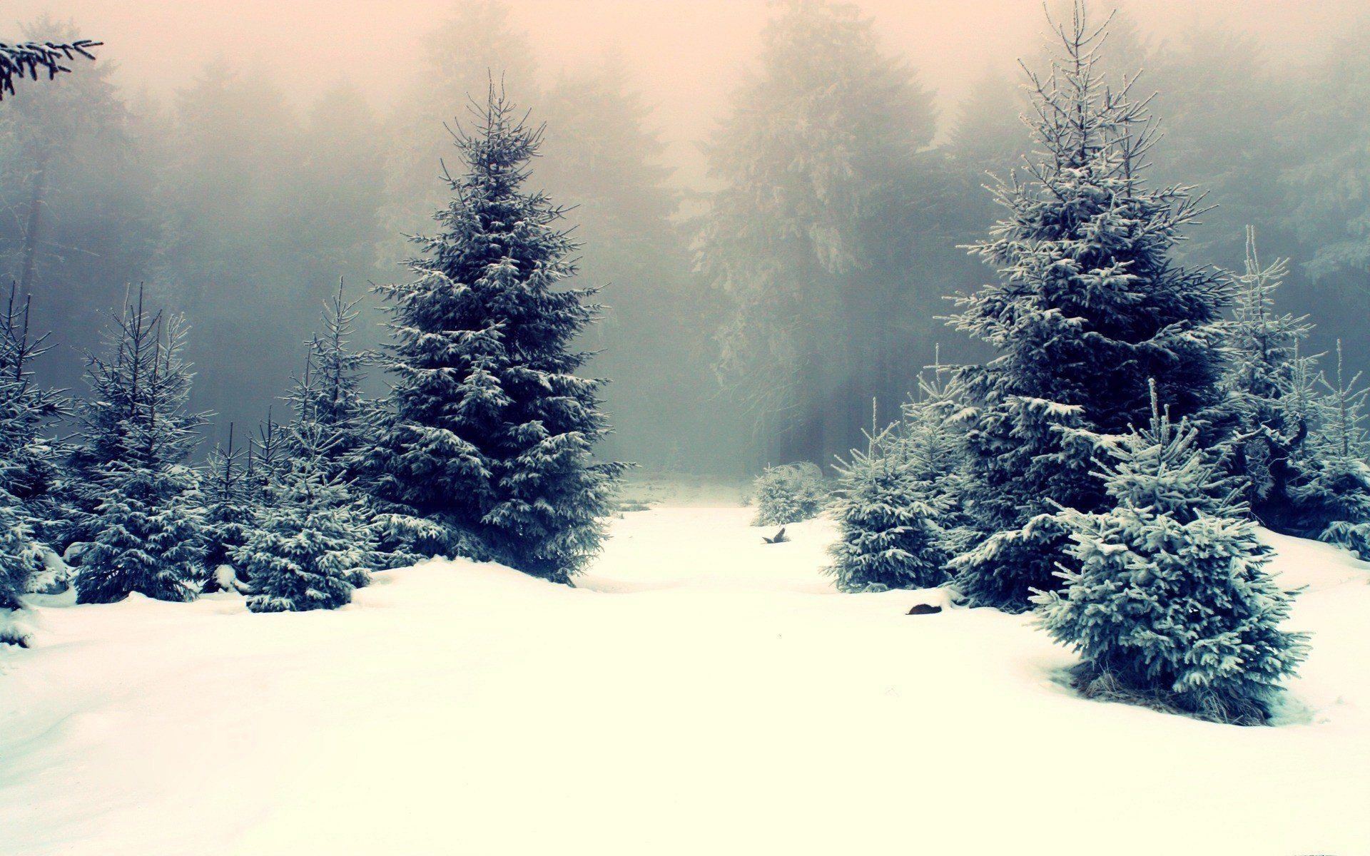 1920x1200 Snow Forest Wallpaper Desktop on .