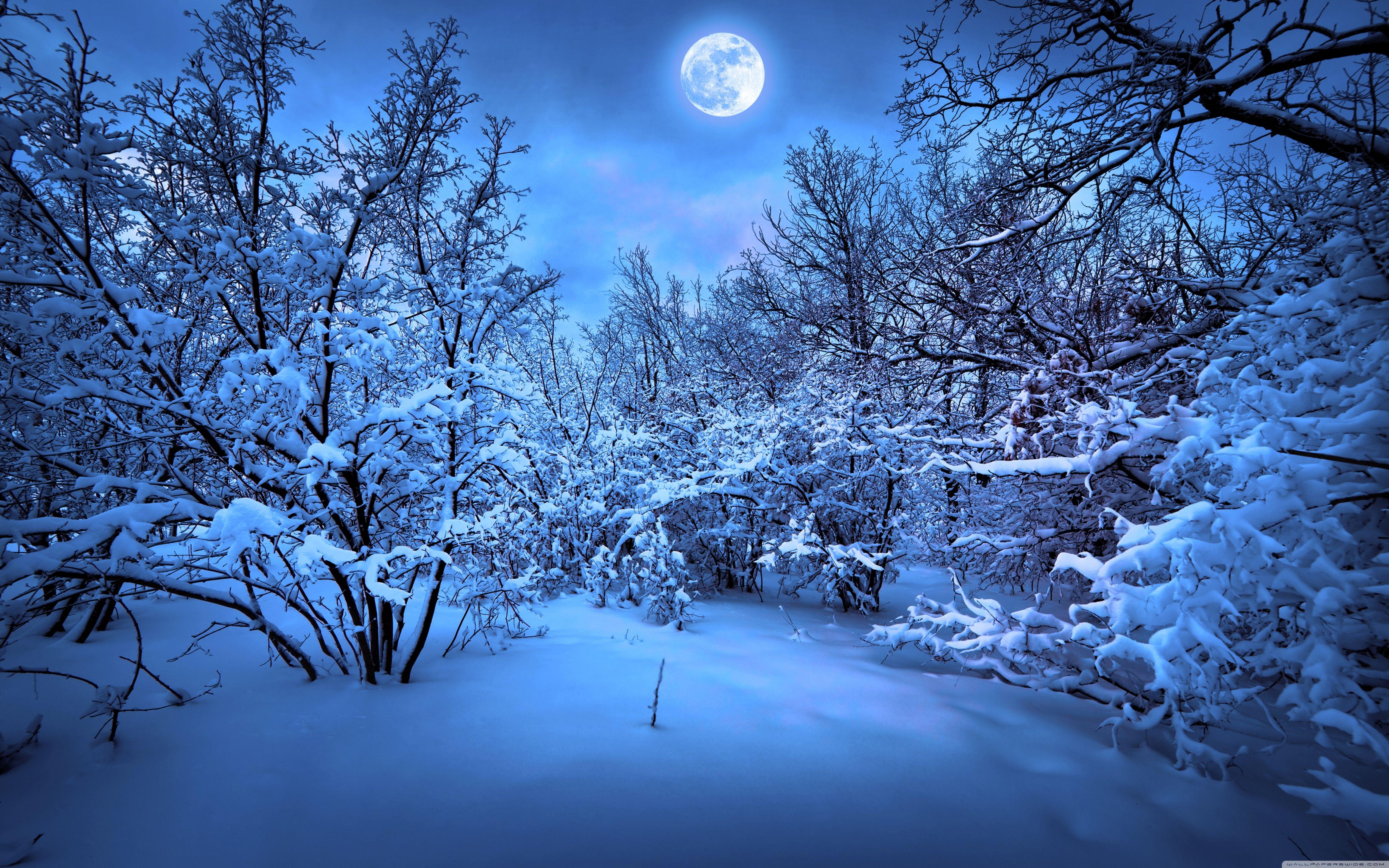 5120x3200 Snow forest .com