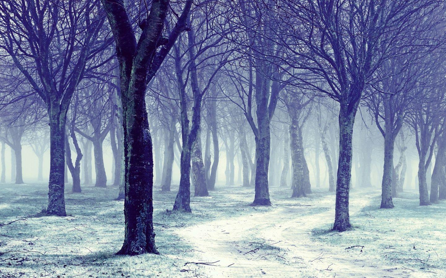 1440x900 Snow Forest Wallpaper Desktop, Winter .