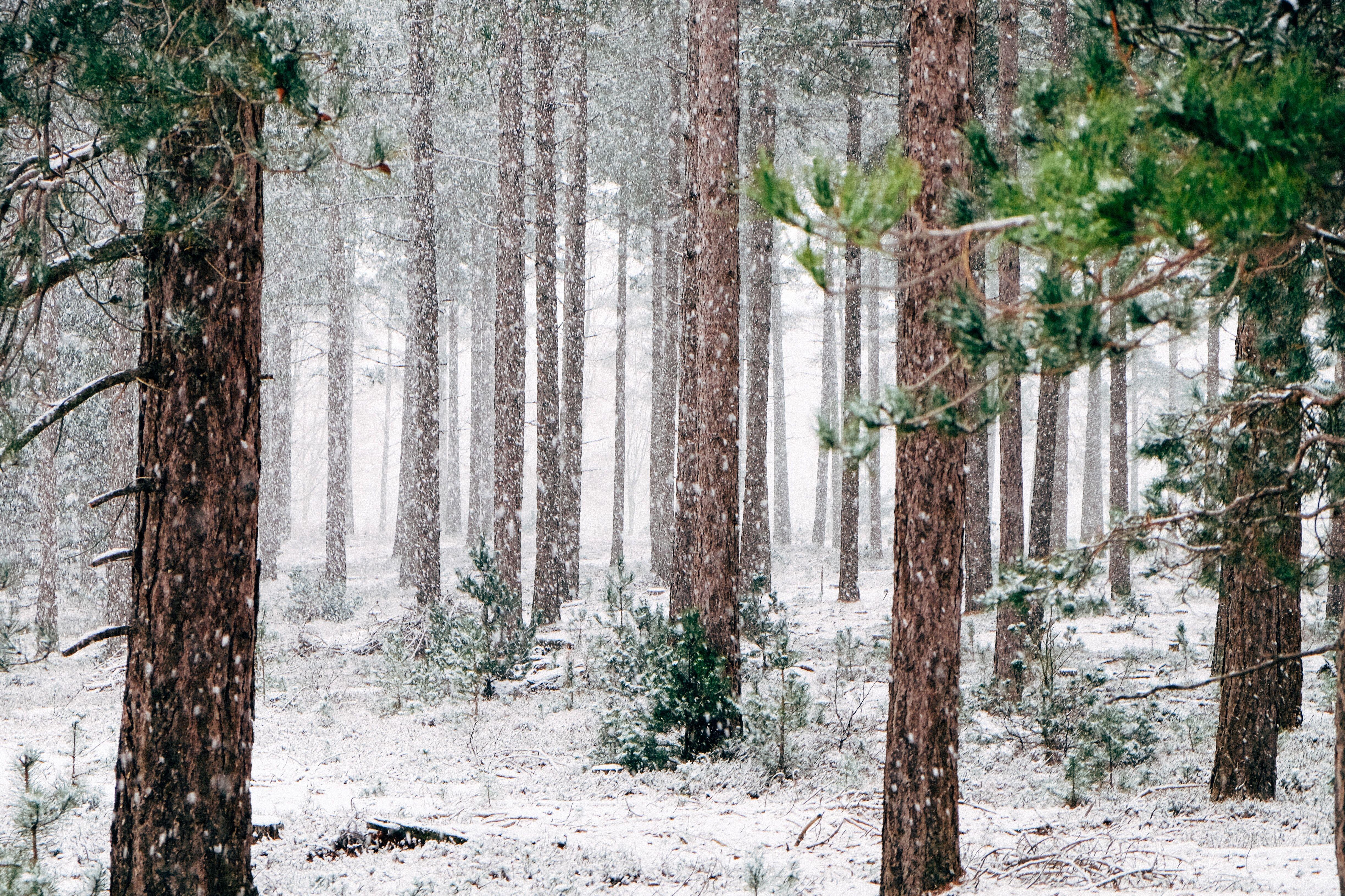 4896x3264 Winter Wallpaper: Free HD Download .com
