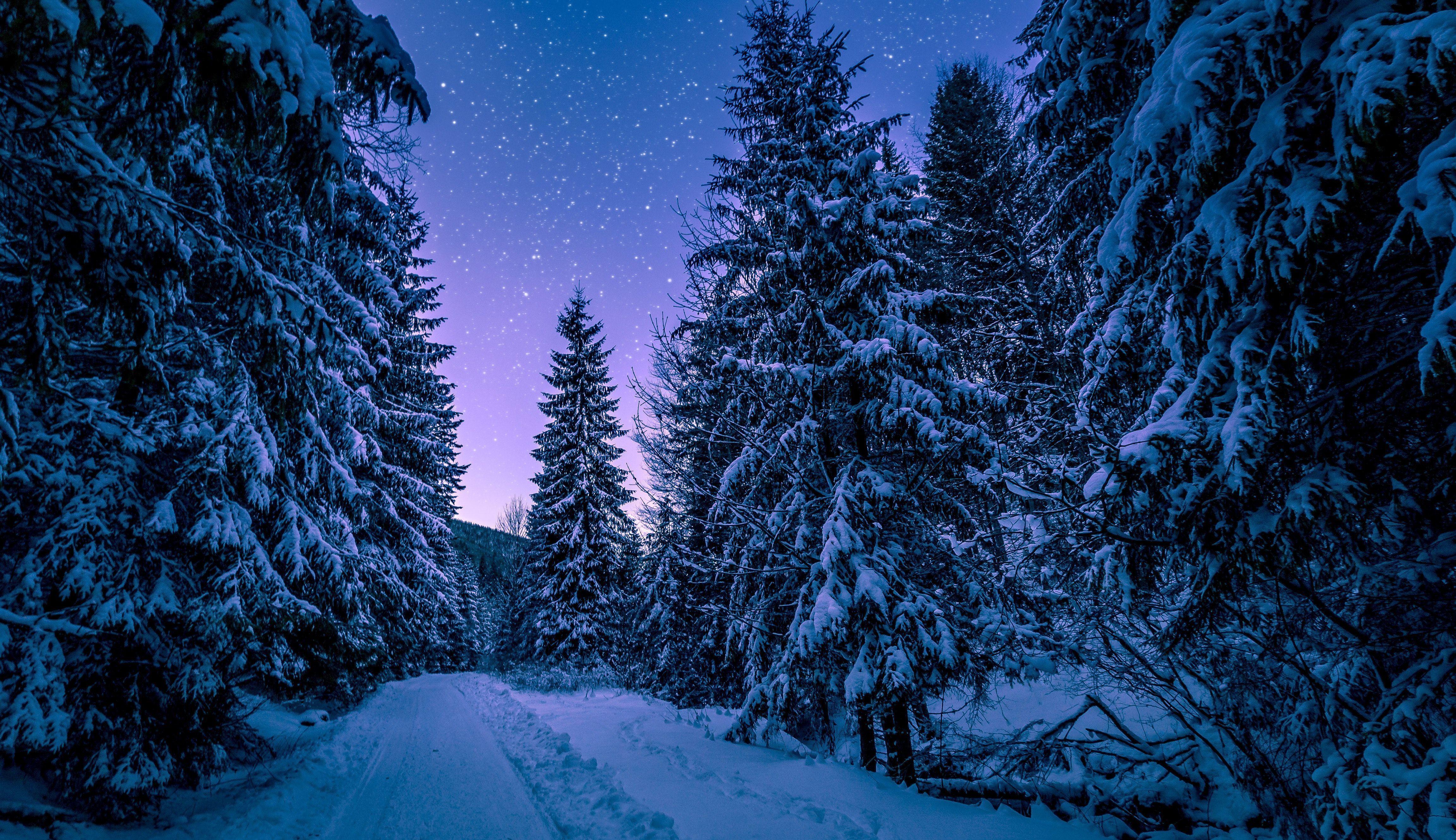 4608x2660 Night Forest Wallpaperwallpaper.dog
