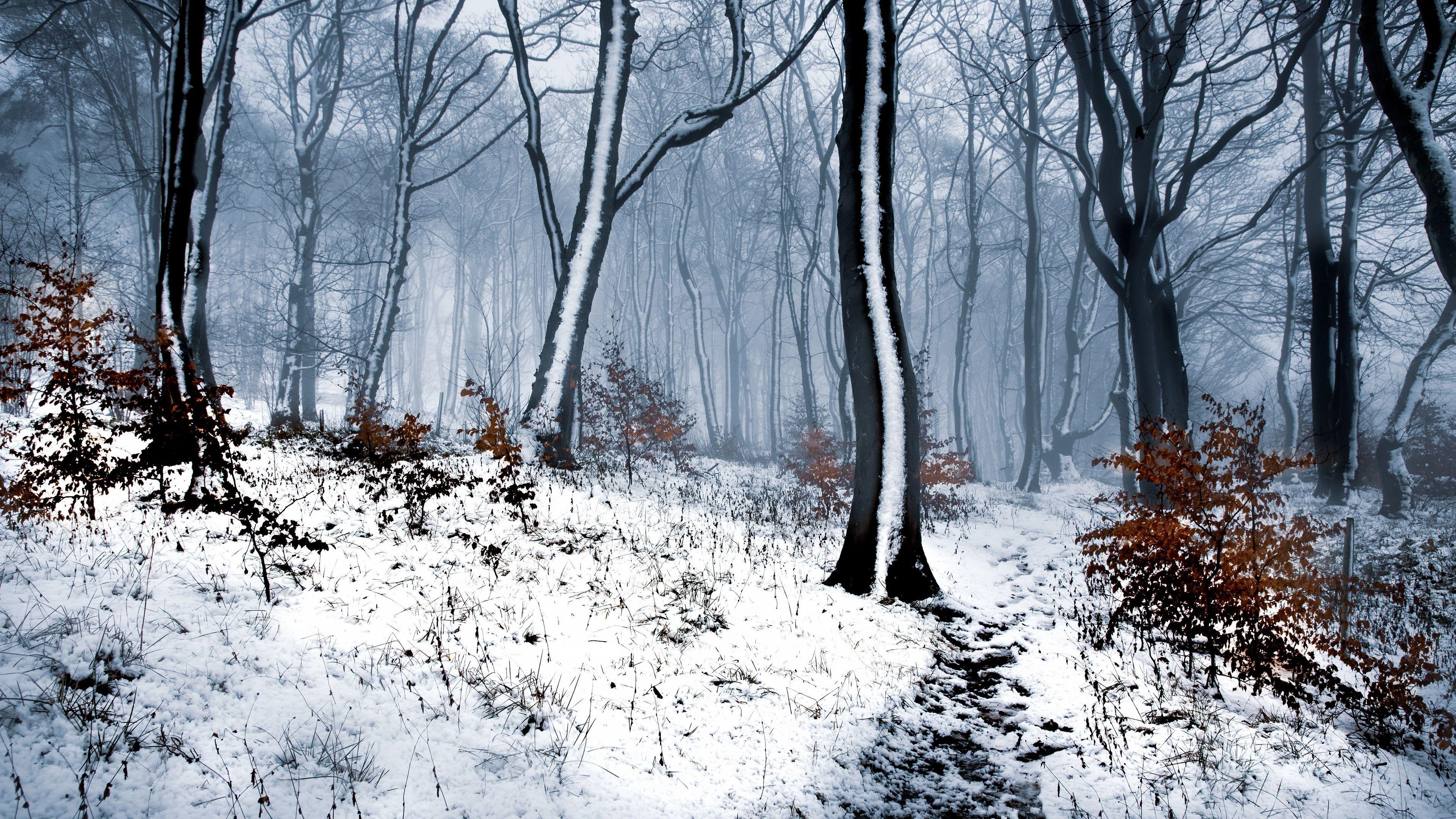 Snow Forest Winter Wallpapers Top Free Snow Forest Winter Backgrounds