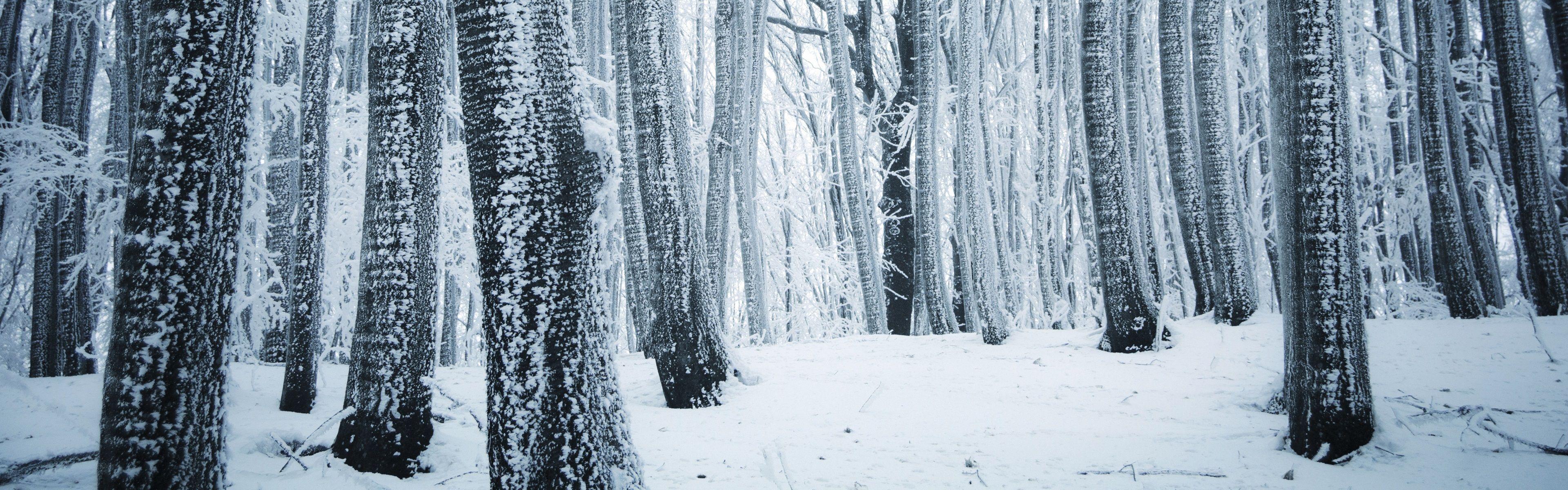 3840x1200 Wallpaper Winter, Forest, Trees, White .best