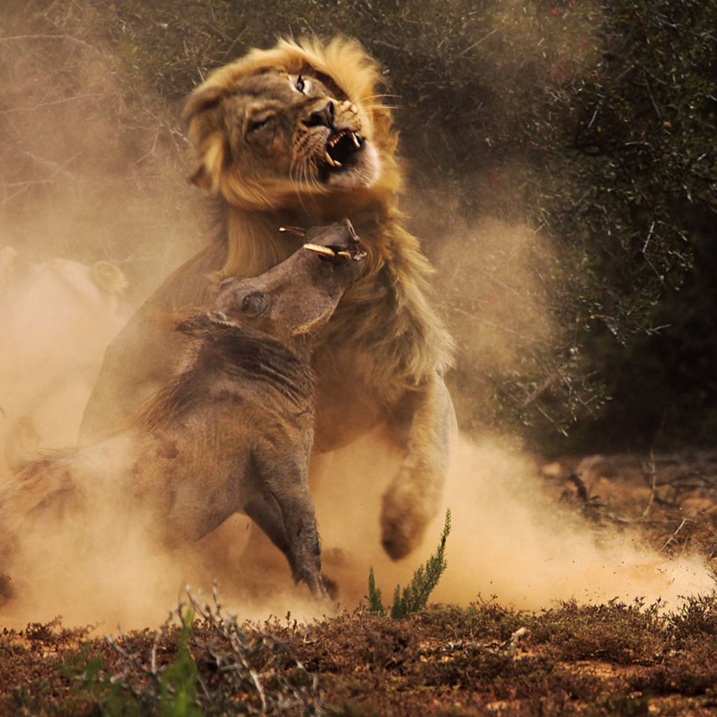 1024x1024 Lion Fight Wallpaper
