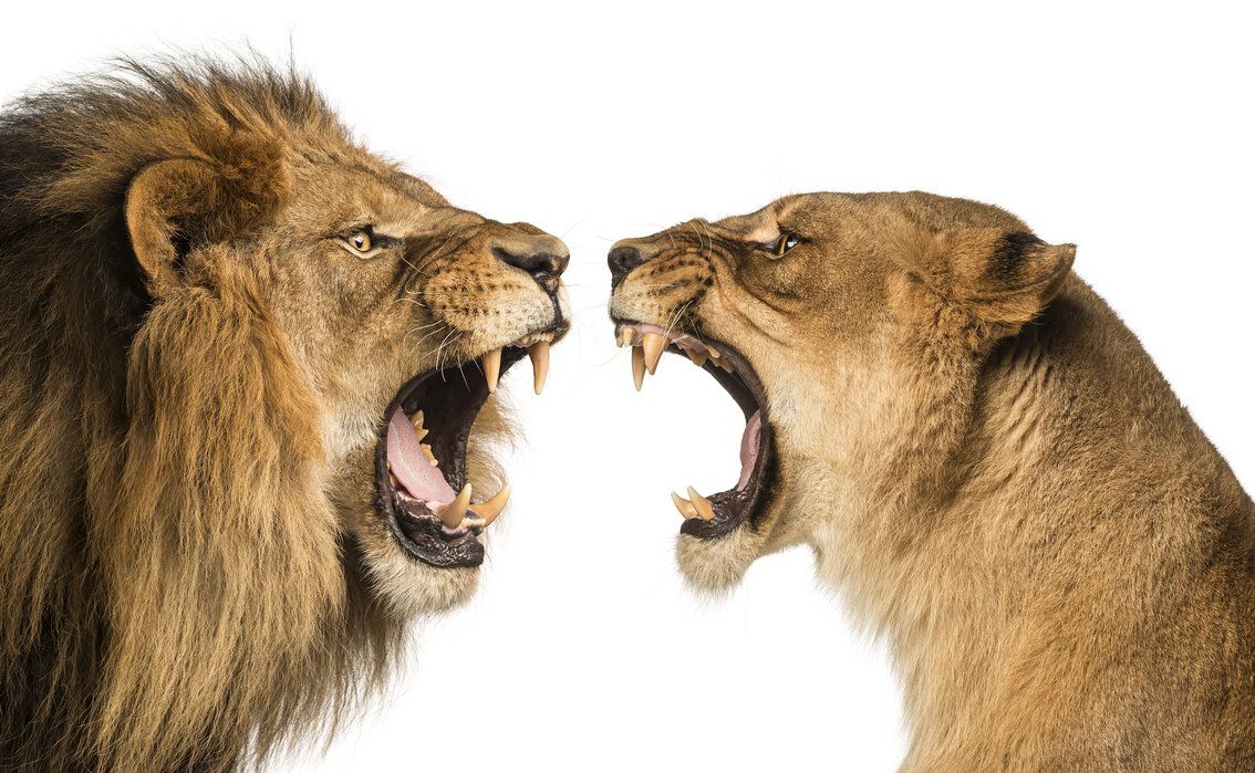 1134x699 Roaring Lion and Lioness