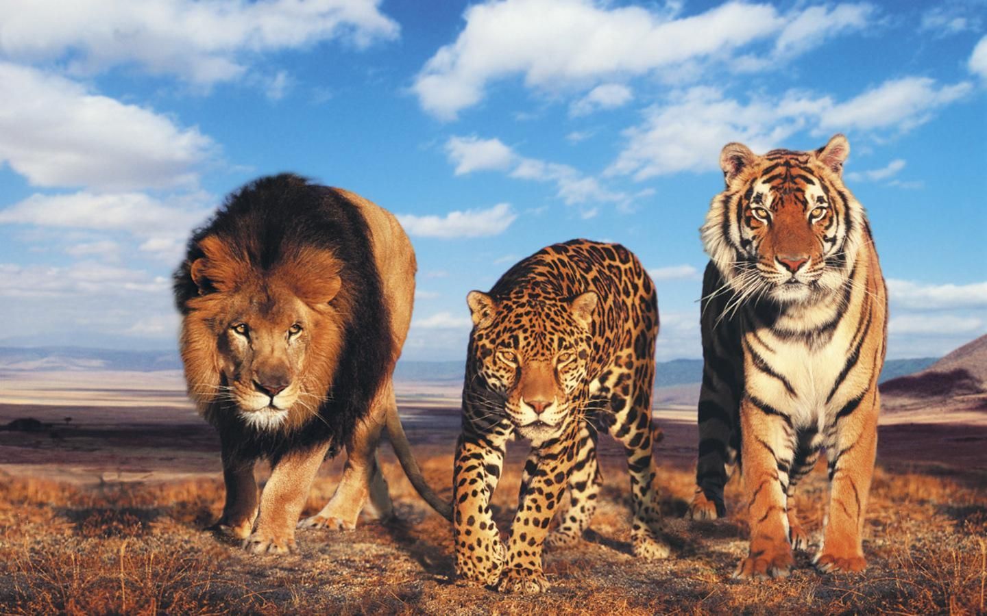 1440x900 Lion Vs Tiger Wallpaper