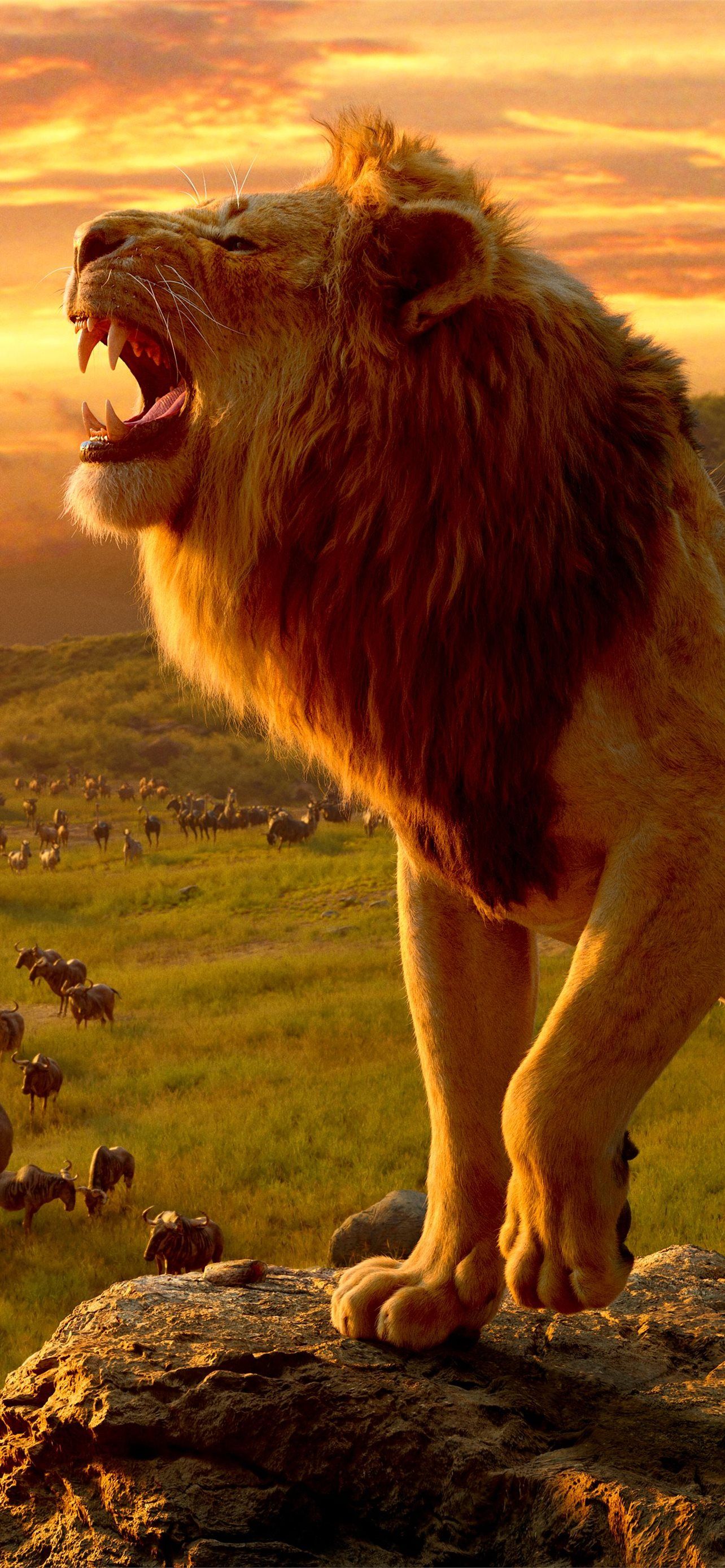 1284x2778 Lion Phone Top Free Lion Phone Background Access iPhone Wallpaper Free Download