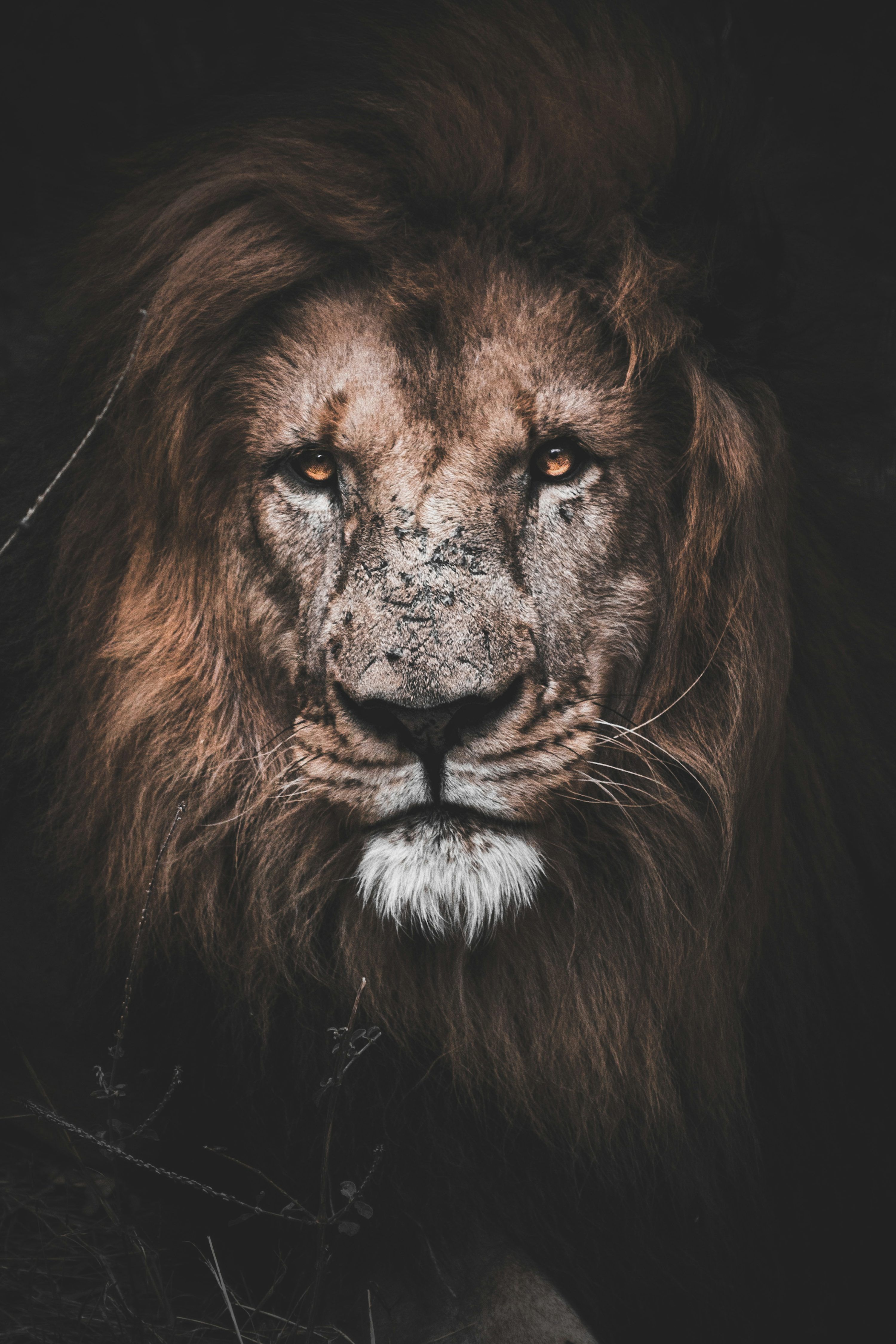 3000x4500 White Lion Picture. Download Free Image