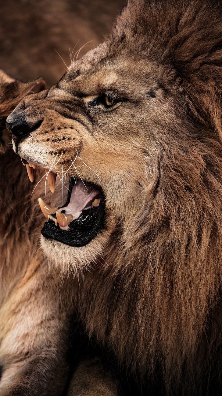 728x1294 Angry lion 1080P, 2K, 4K, 5K HD wallpaper free download