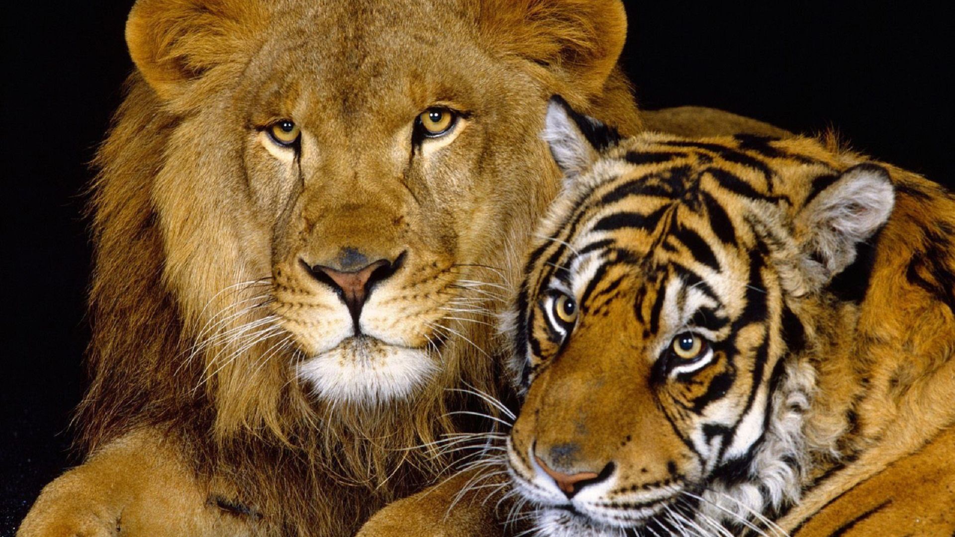 1920x1080 Lion And Tiger With Black Background HD Lion Wallpaper
