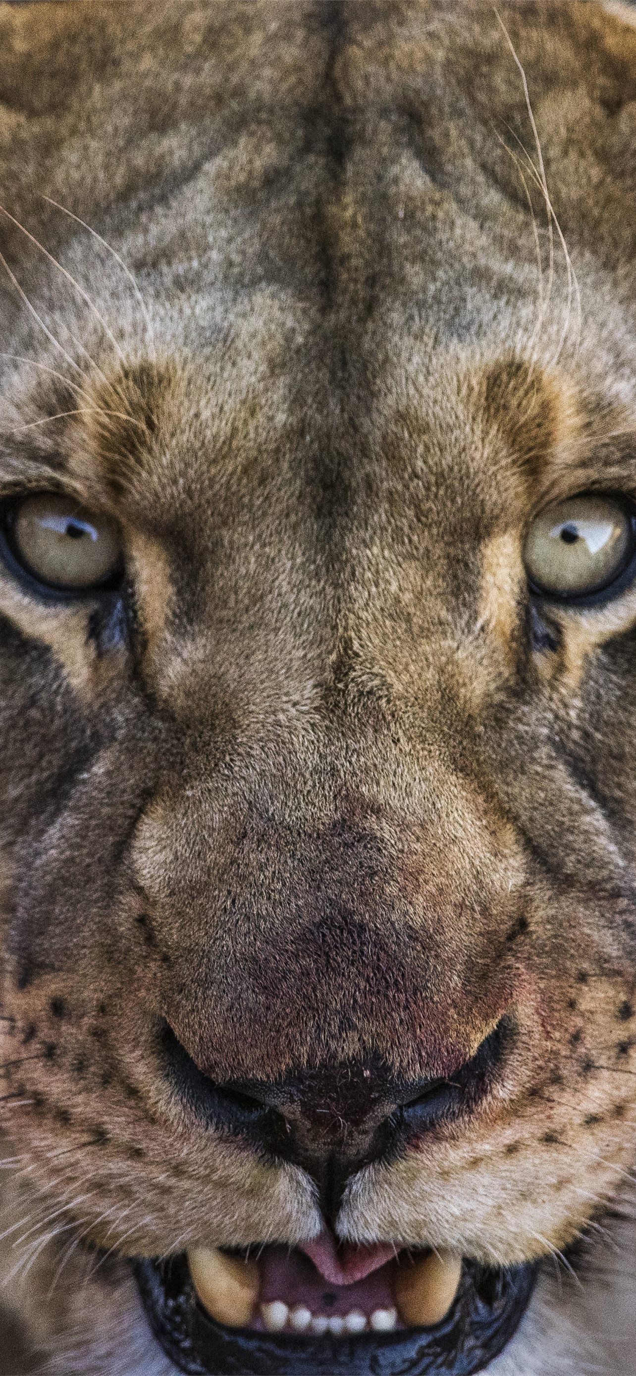 1284x2778 Angry Lion HD Tip iPhone Wallpaper Free Download