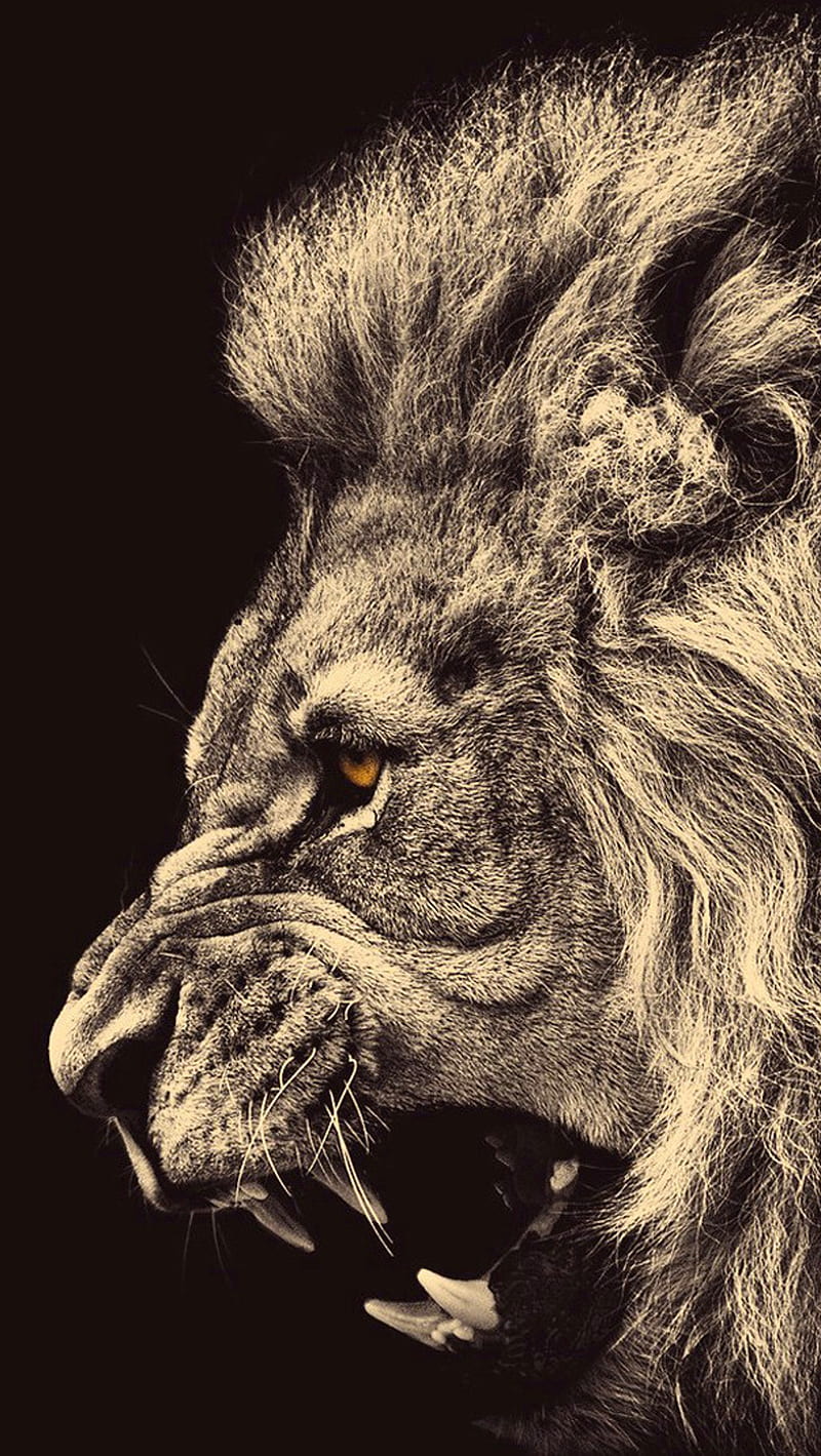 800x1419 Lion, angry, face, HD phone wallpaper