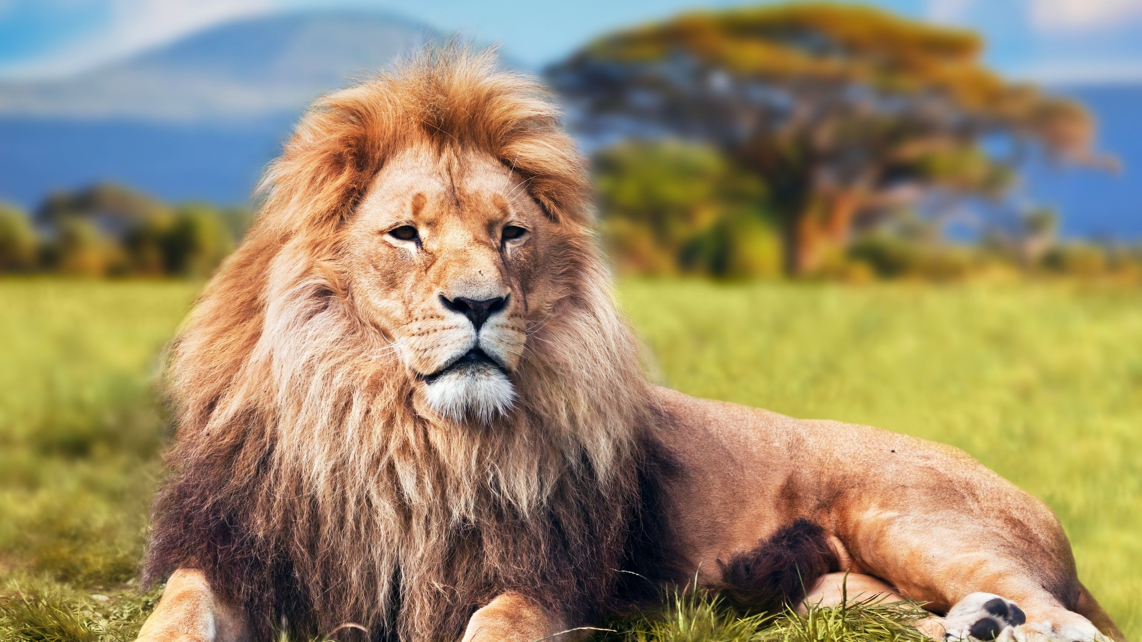 3840x2160 Lion 4K Wallpaper HD