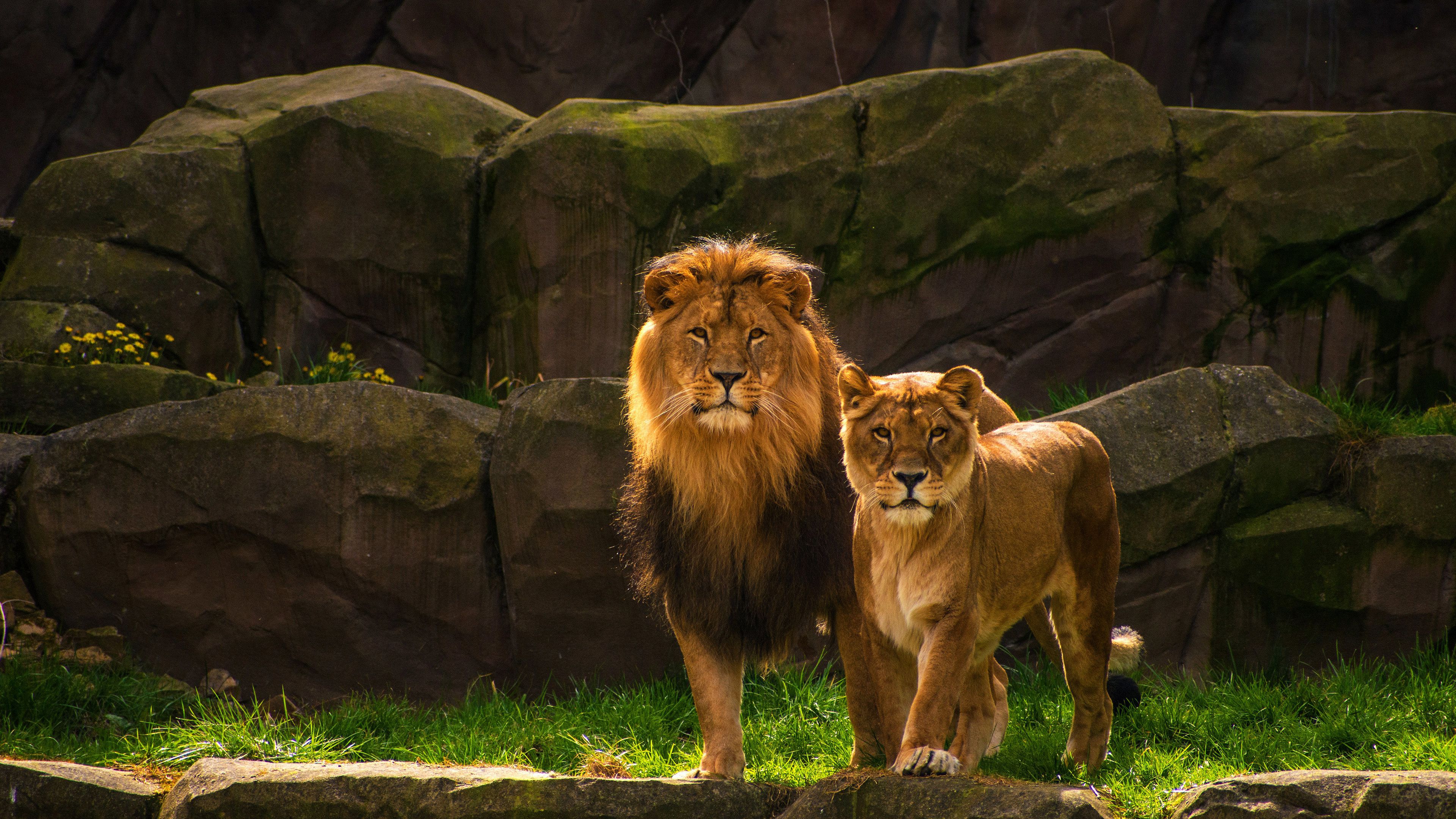 3840x2160 Lion With Background Of Rock Stones 4K HD Lion Wallpaper