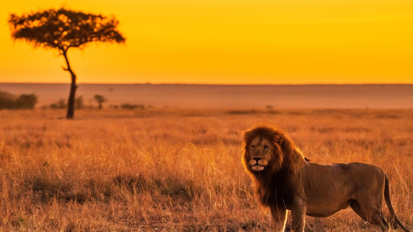 1600x900 Lions are iconic and we must fight to protect them