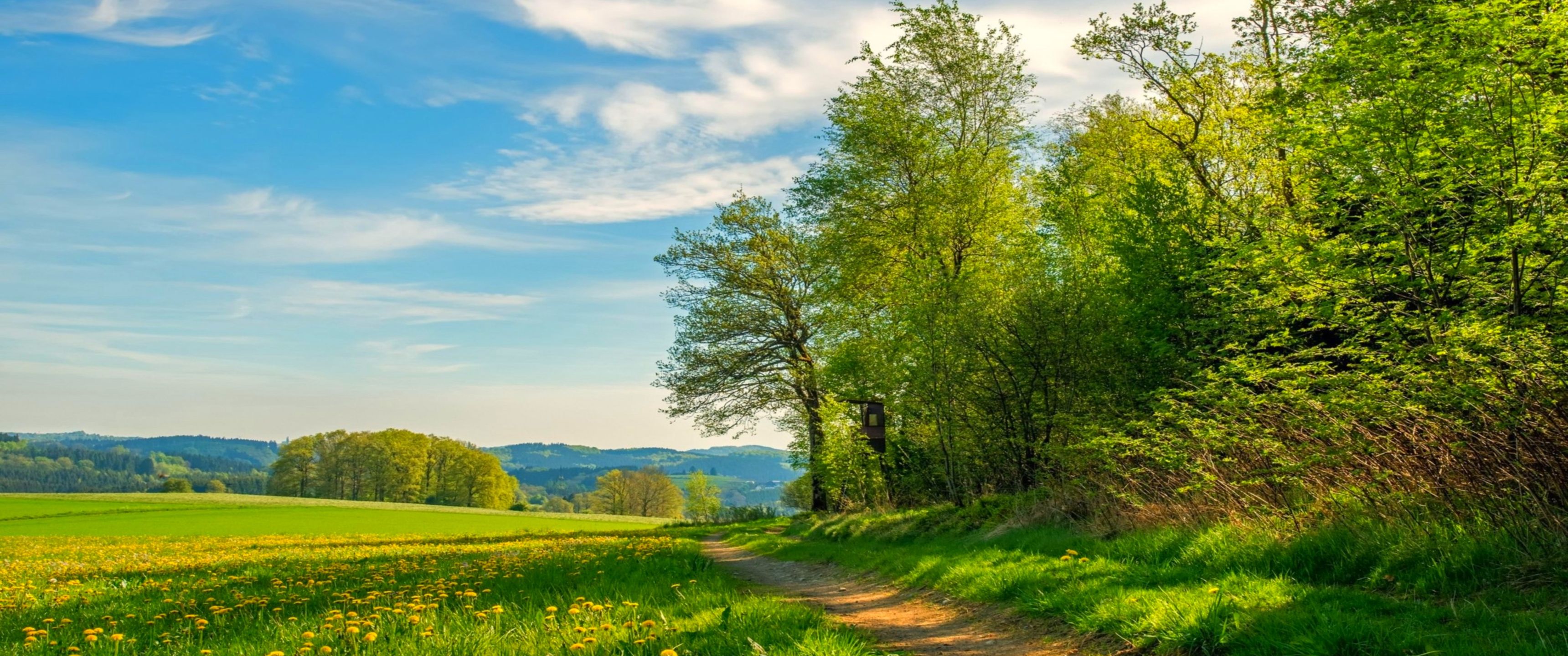 3440x1440 Download Field, Scenery, Nature, Beauty, Spring, Forest, Trees Wallpaper in 3440x1440 Resolution