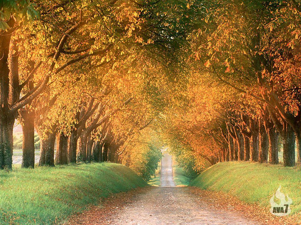 1024x768 Autumn Road, Cognac Region, France .itl.cat